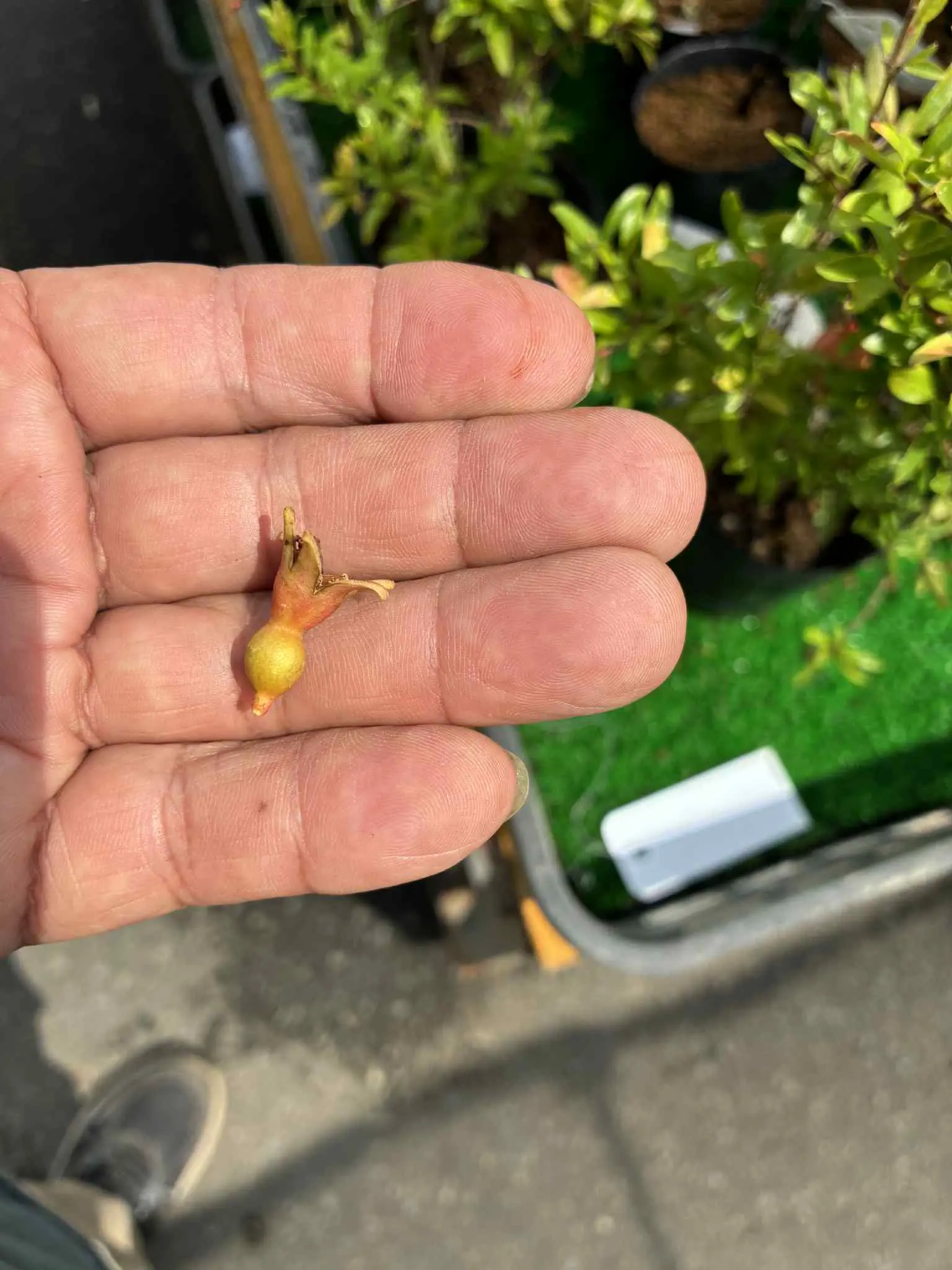Punica granatum (dwarf?) Canada Bonsai