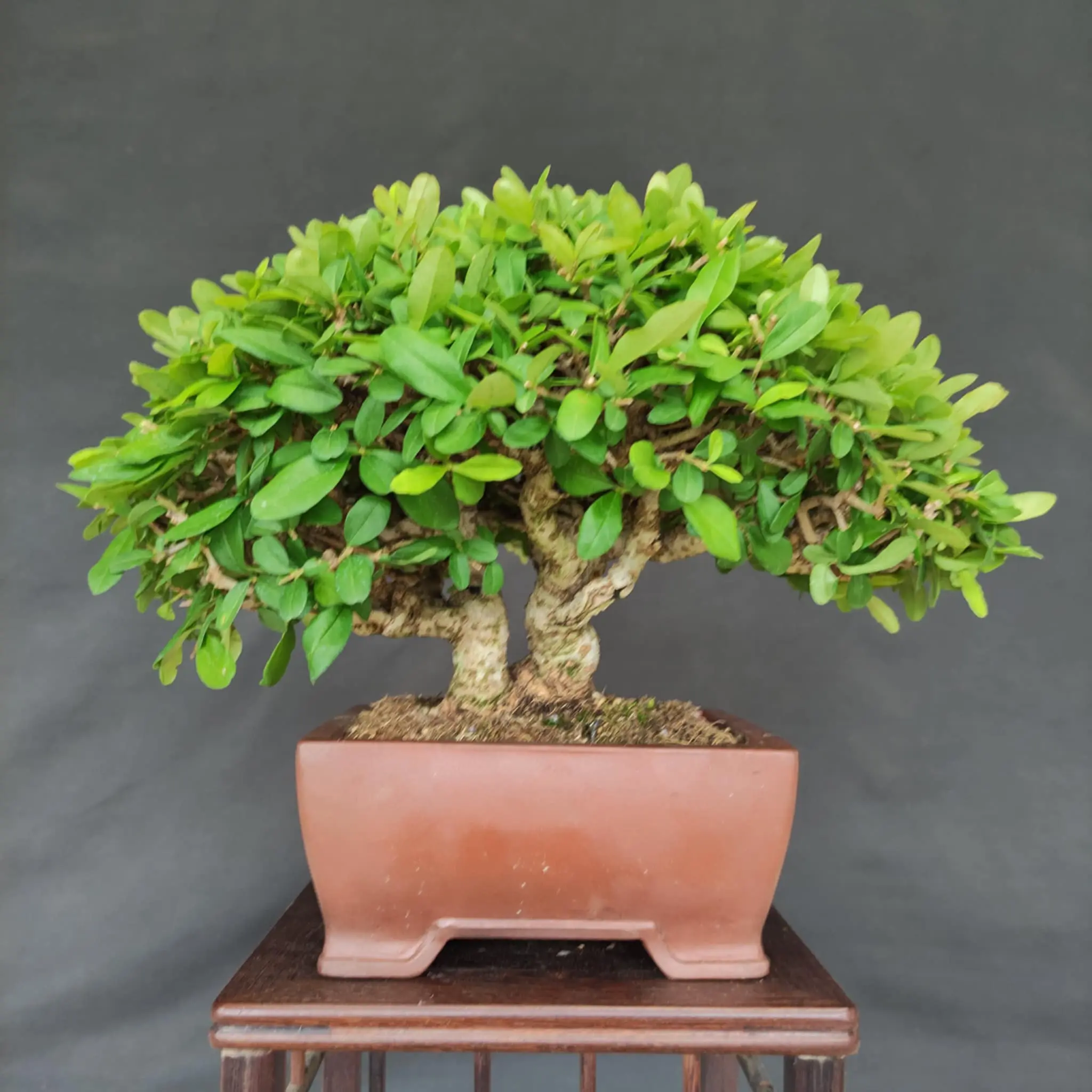 Ligustrum obtusifolium Canada Bonsai