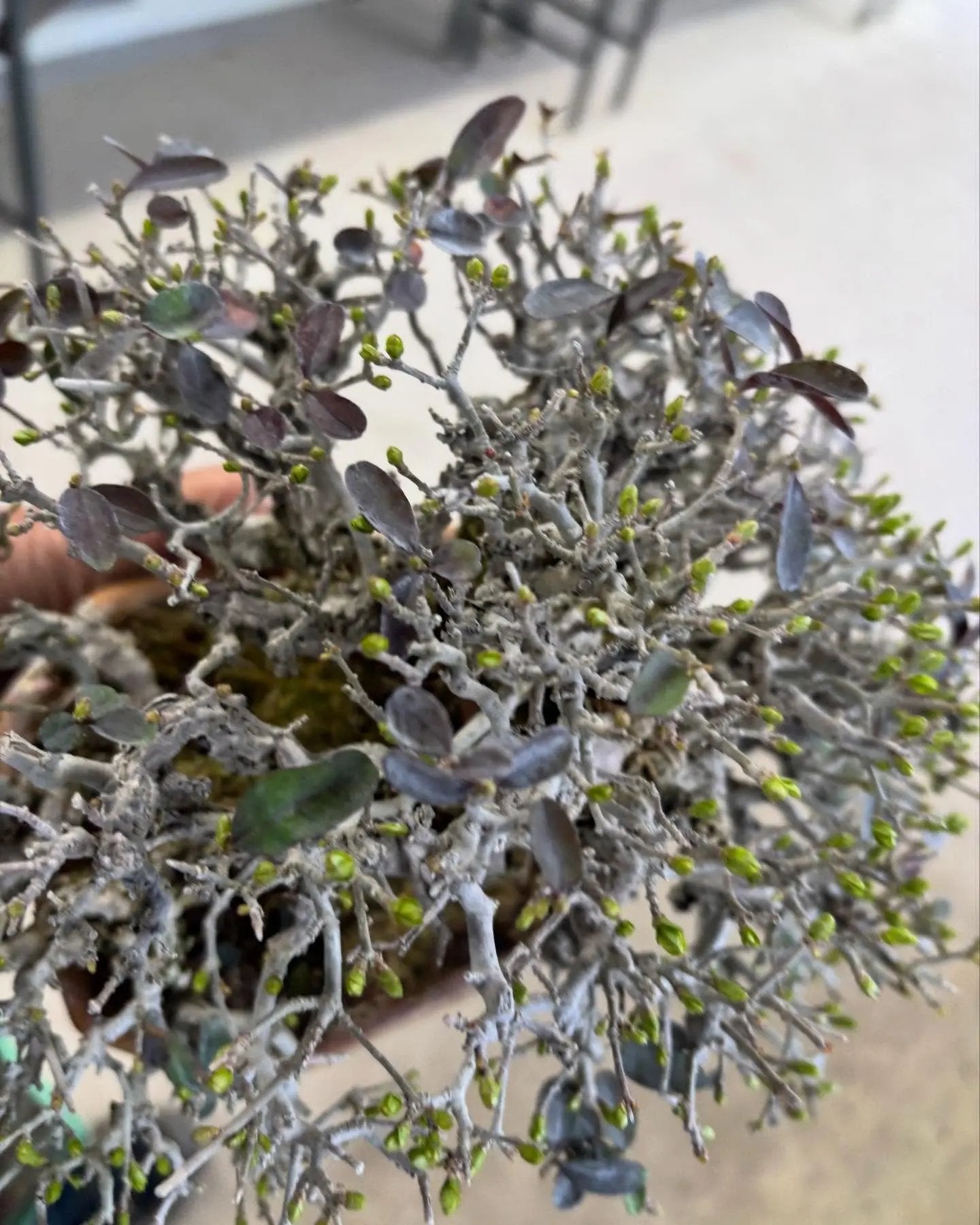 Ligustrum Arakawa *See note* Canada Bonsai