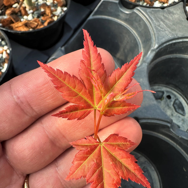 Acer palmatum 'Beni Chidori' (2026)