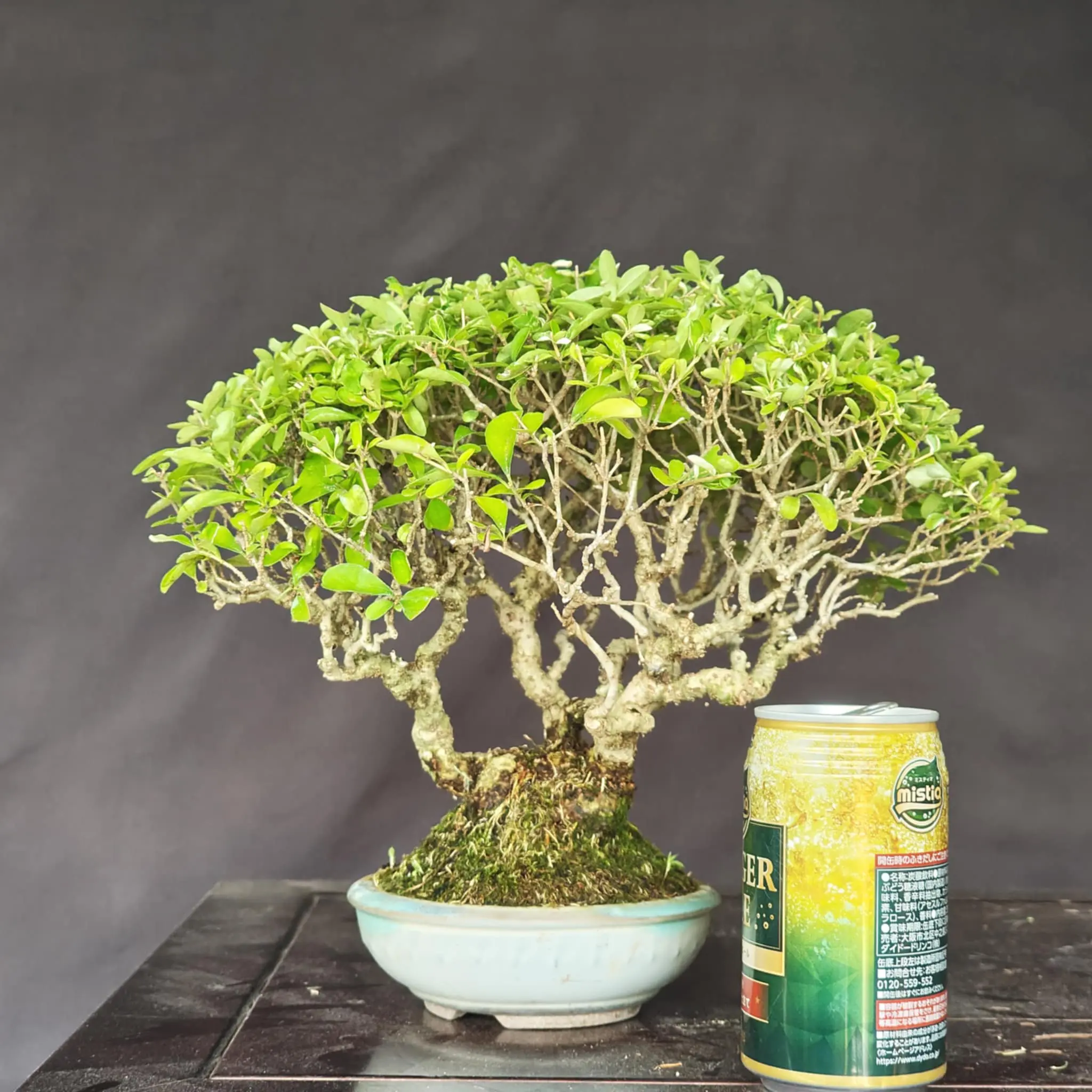 Ligustrum obtusifolium Canada Bonsai