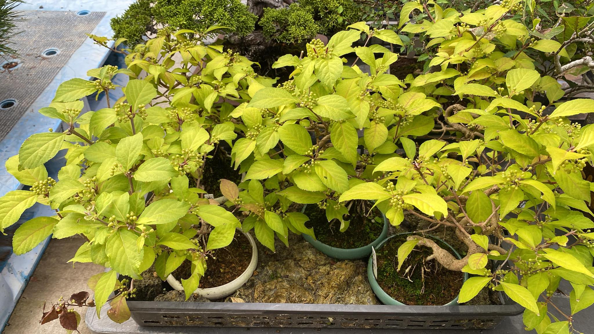 Callicarpa japonica