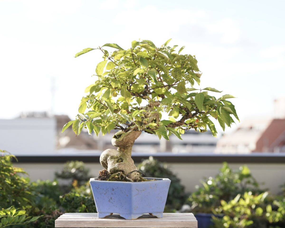 Callicarpa japonica