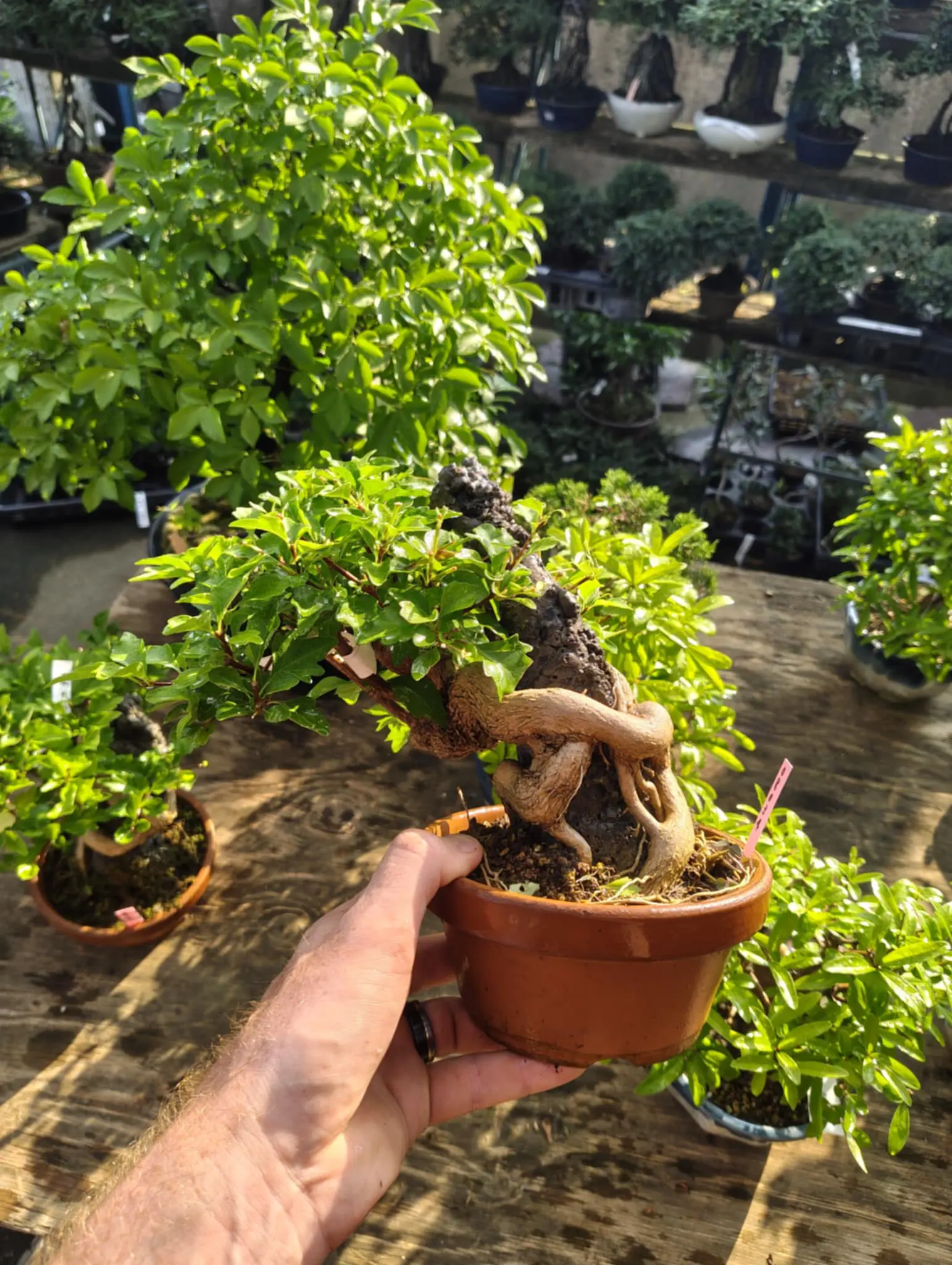Premna japonica Canada Bonsai