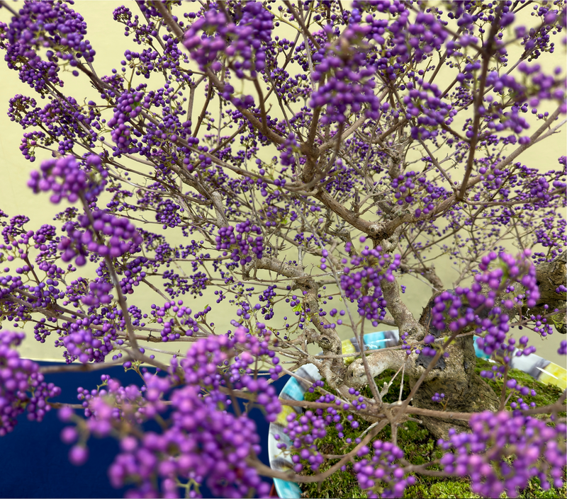 Callicarpa japonica (violet)