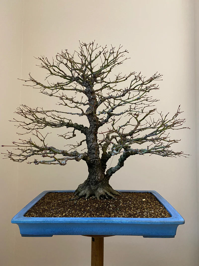 Acer palmatum « Yves » Arakawa