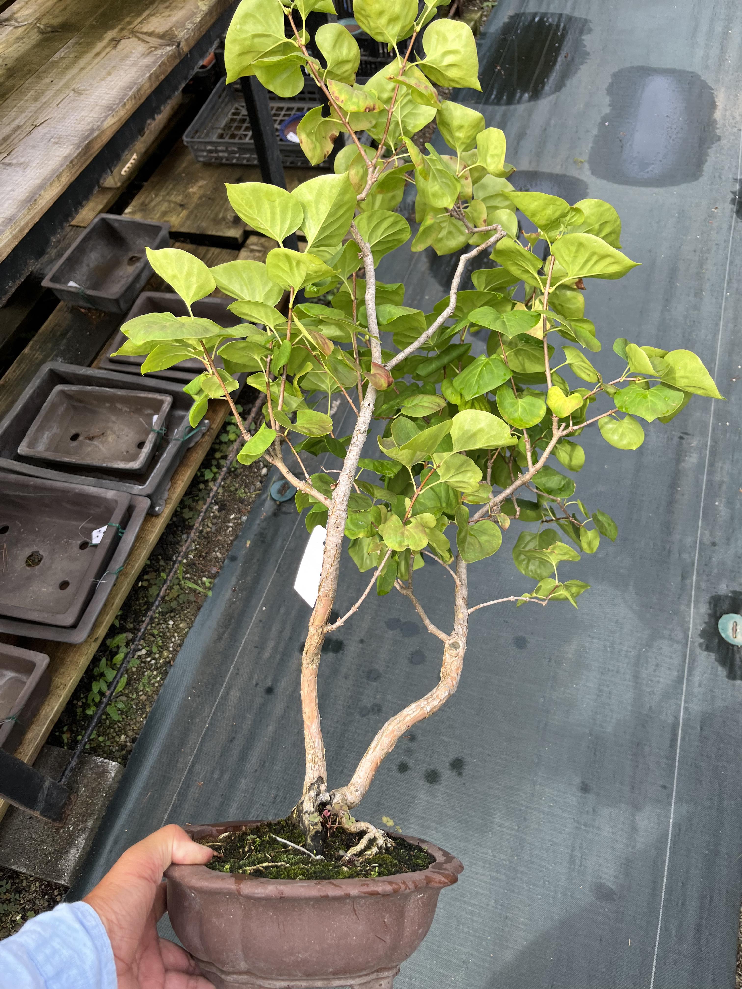 Cercidiphyllum japonicum