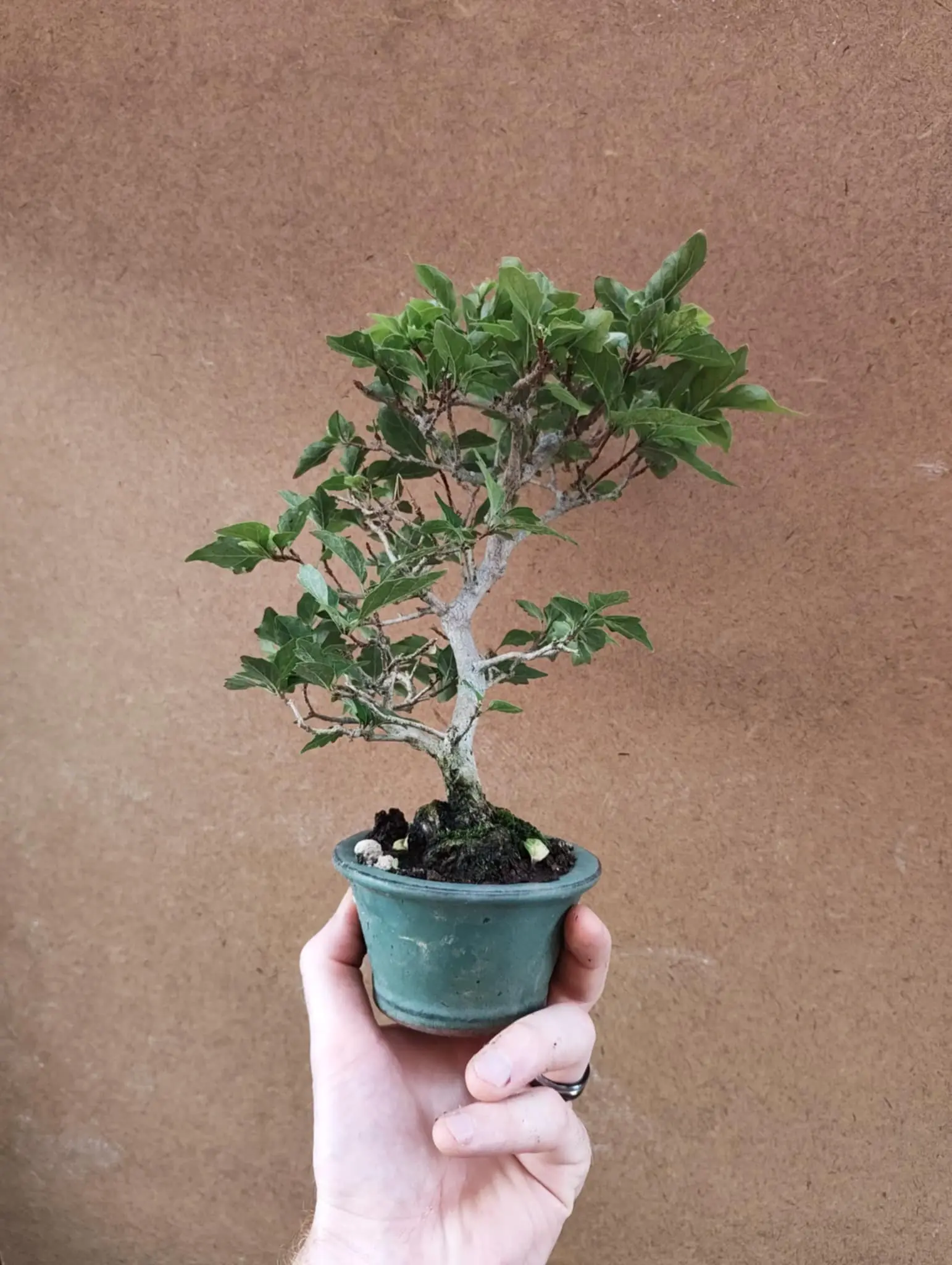 Premna japonica Canada Bonsai