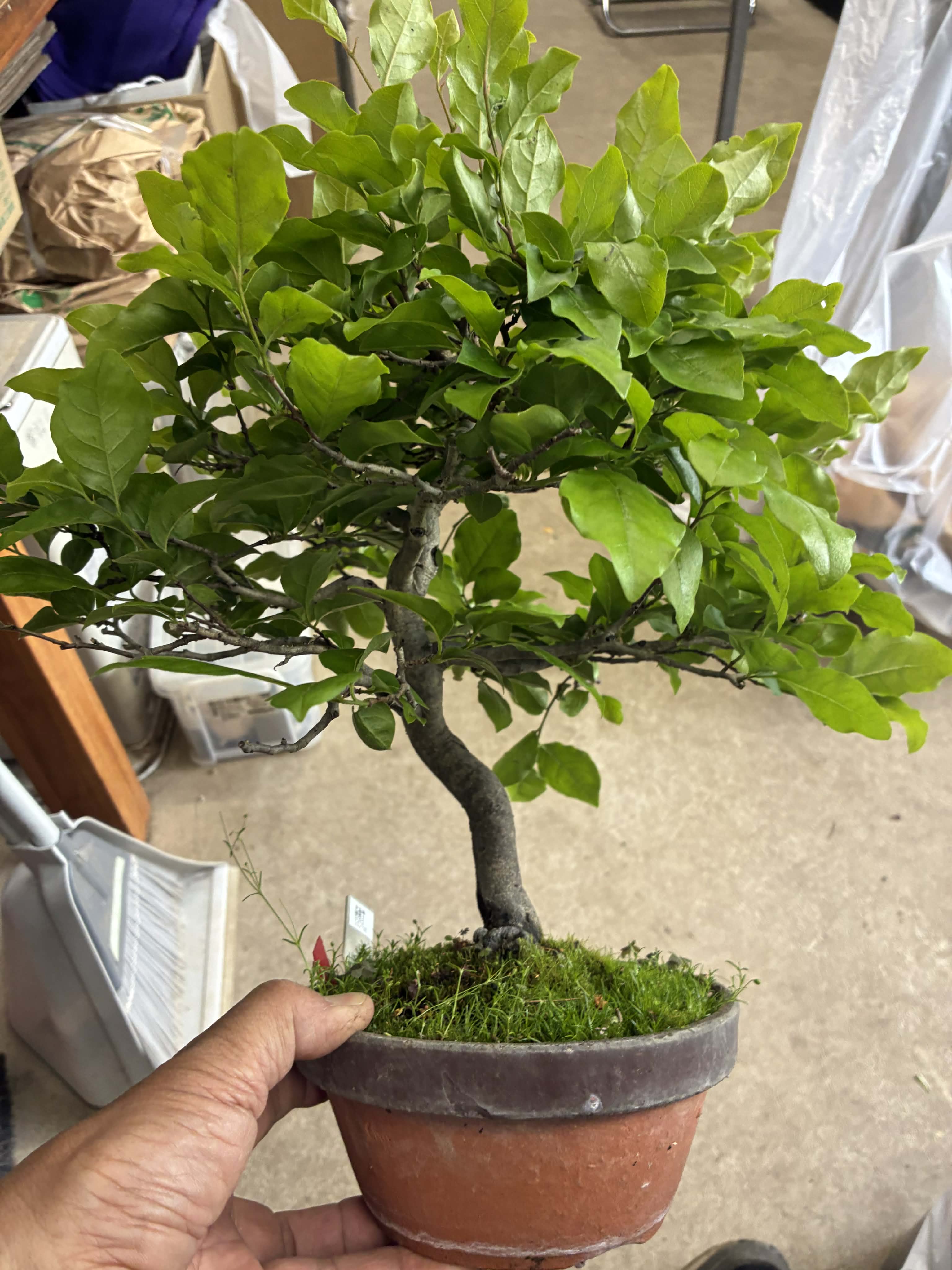 Diospyros (male)