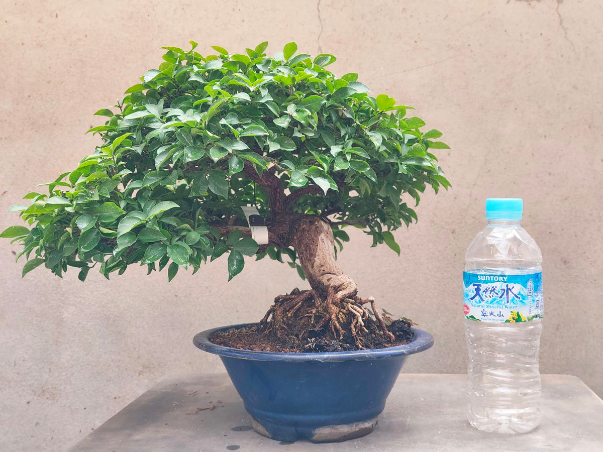 Euonymus