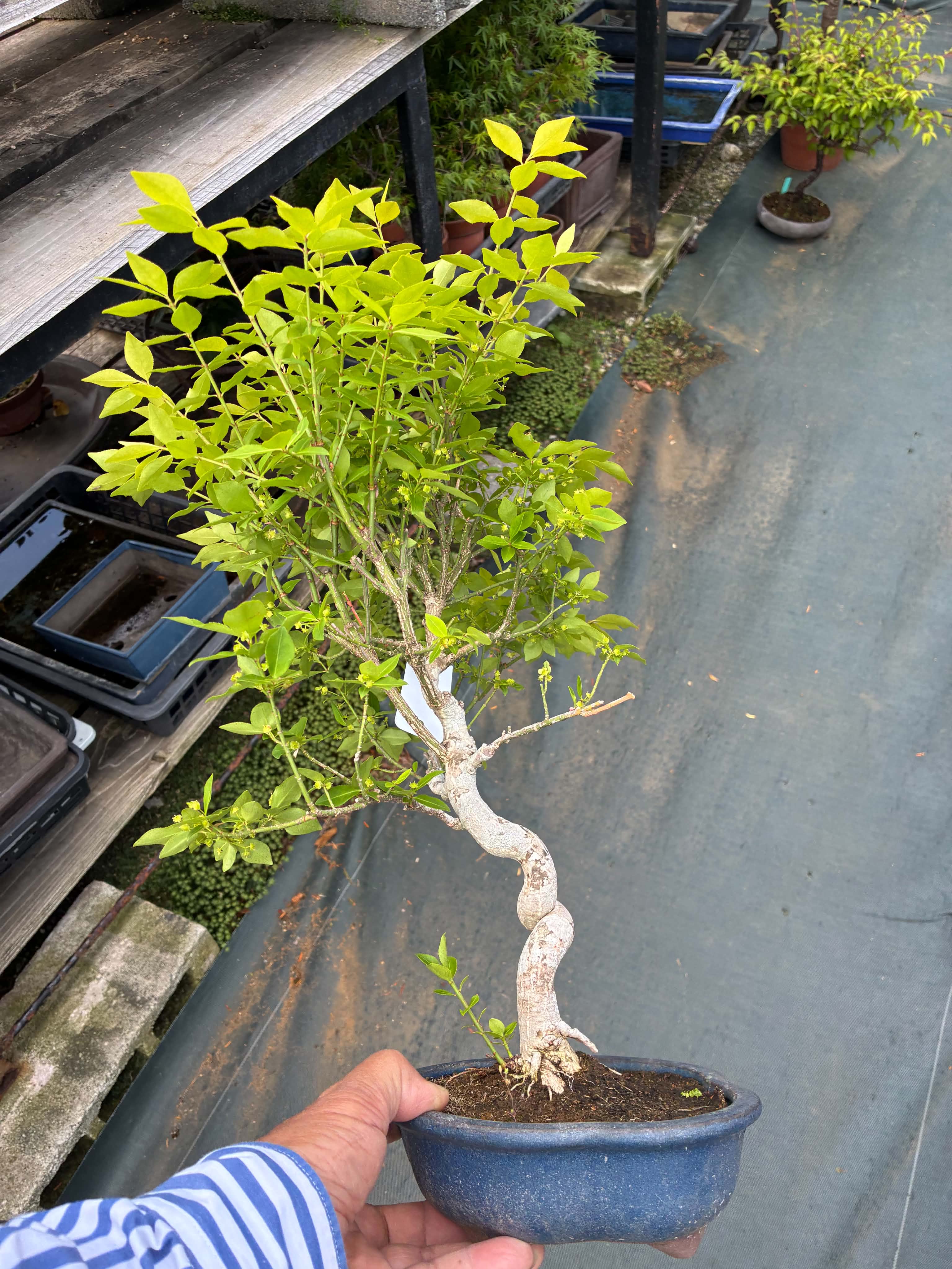 Euonymus