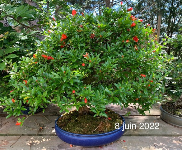 Punica granatum Neji-kan