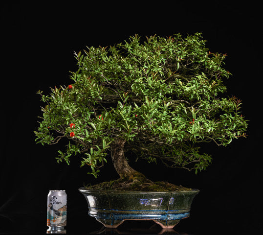 Punica granatum Neji-kan