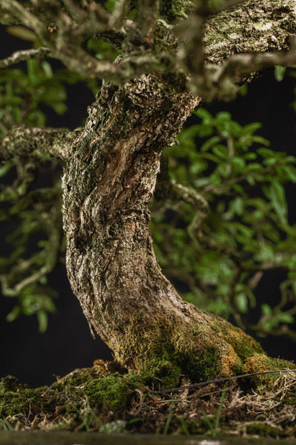 Punica granatum Neji-kan
