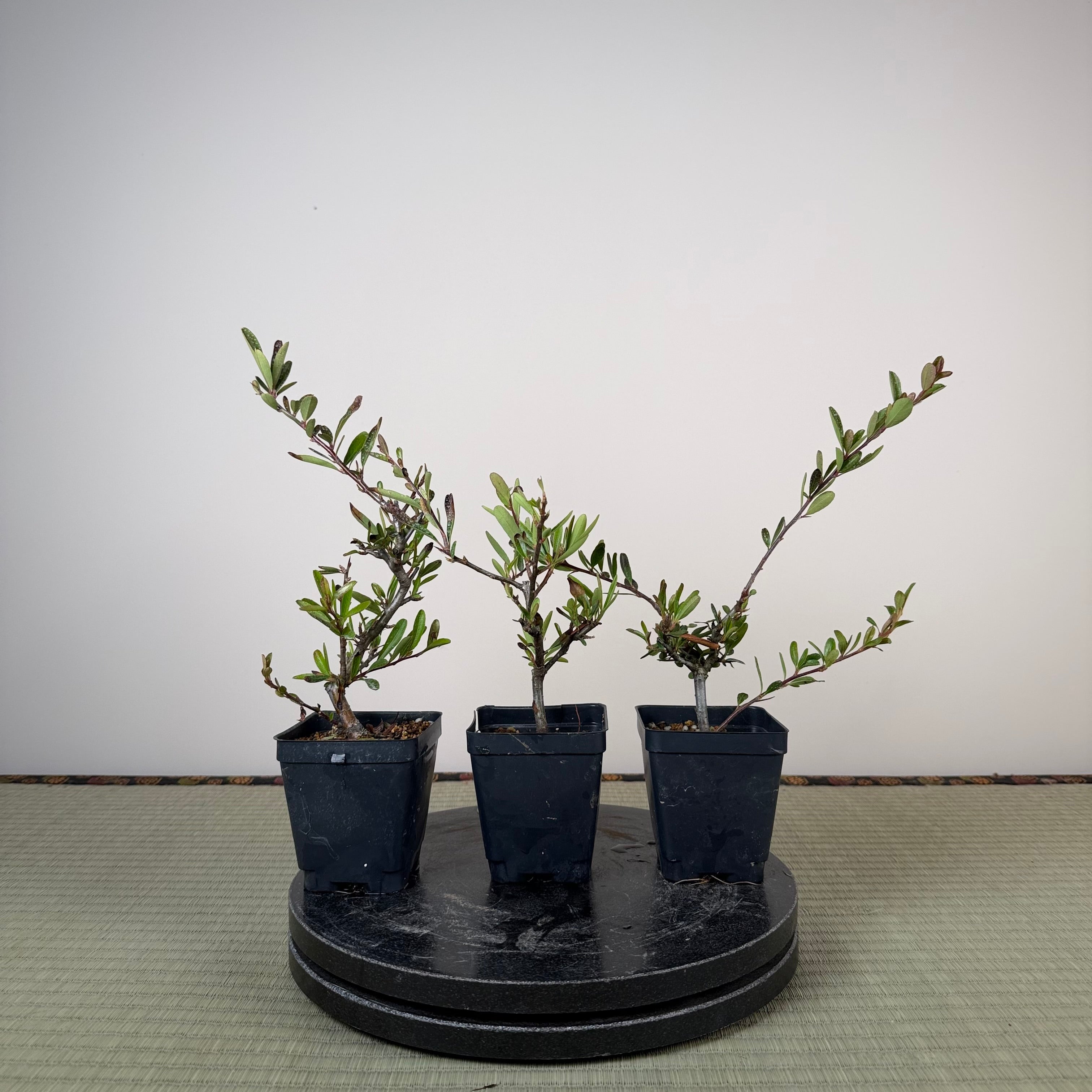Pyracantha angustifolia (red or orange)