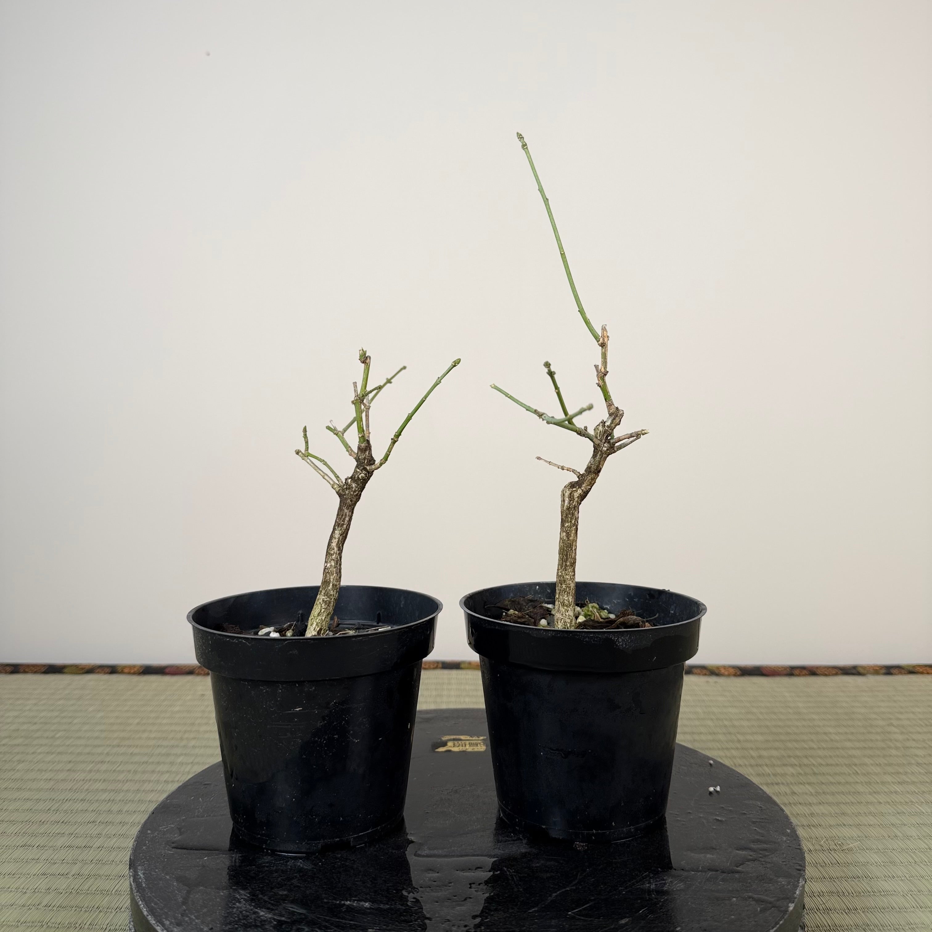 Euonymus (small)