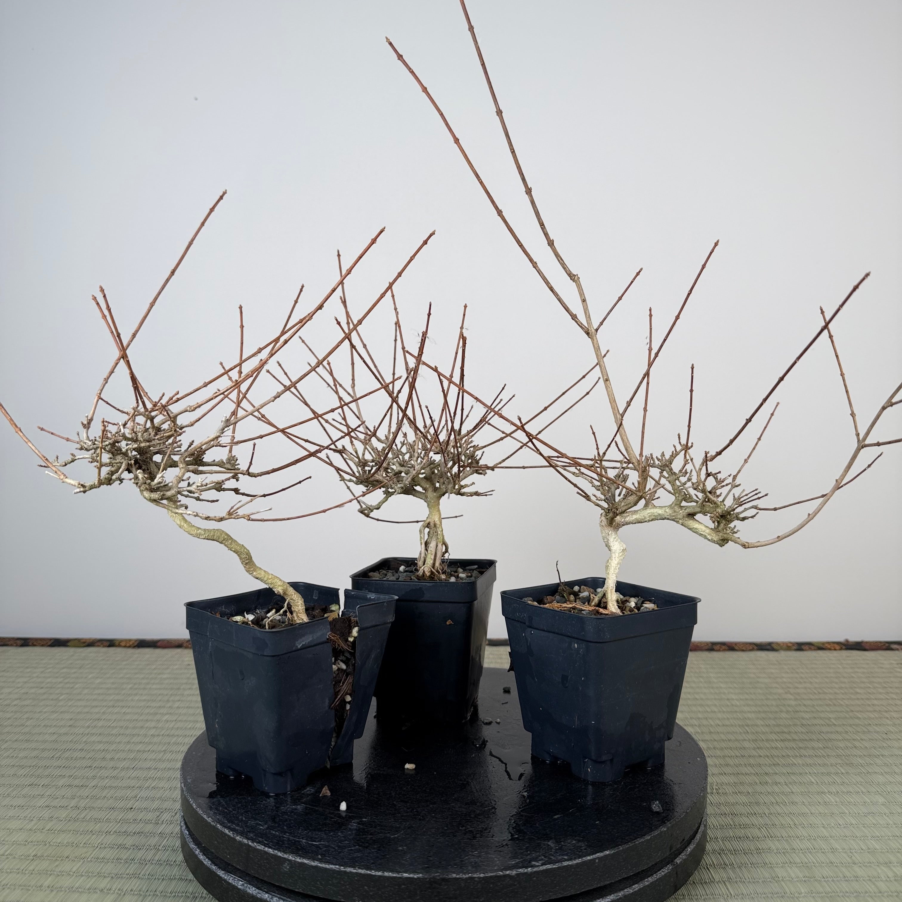Premna japonica (medium)