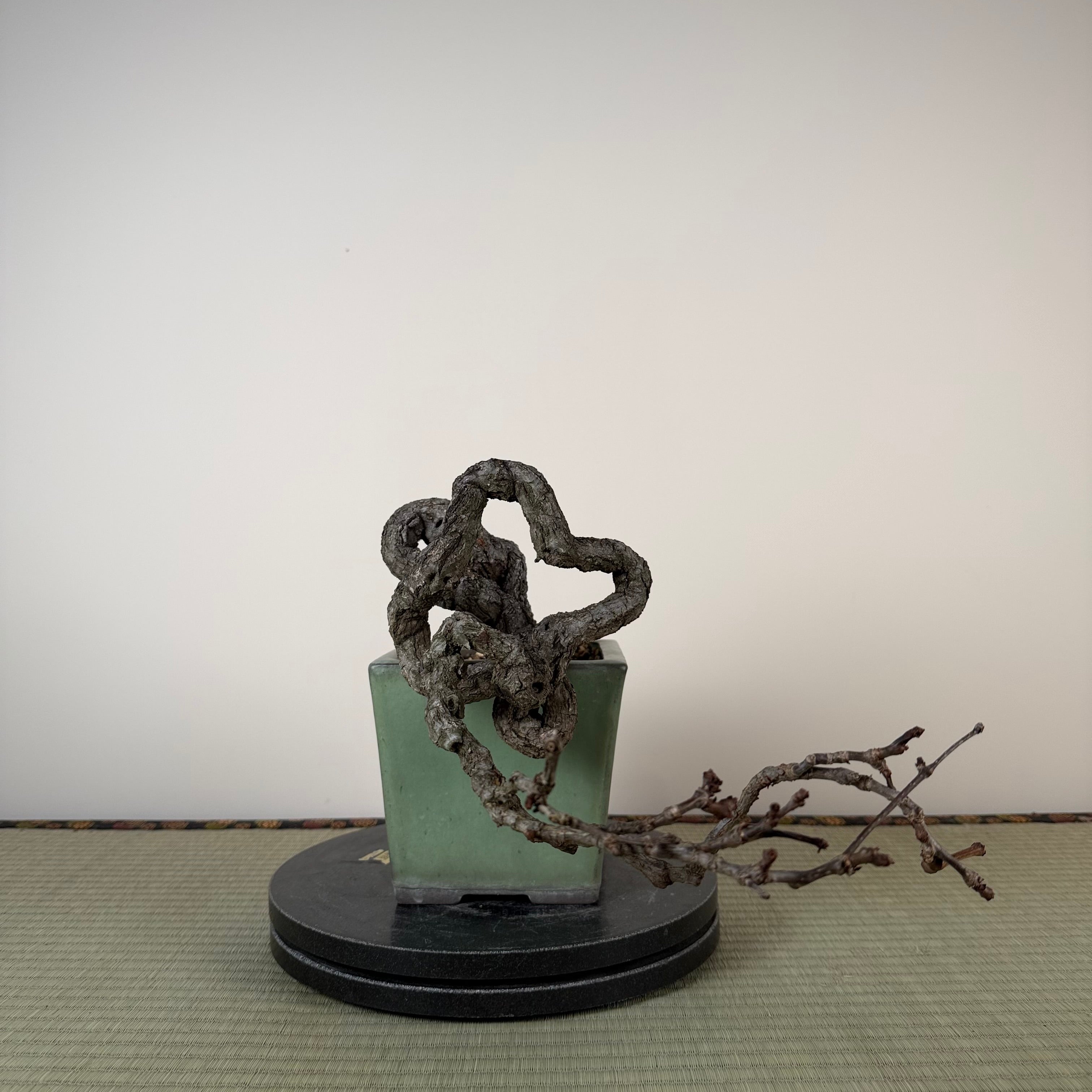 Parthenocissus quinquefolia (Pot antique)