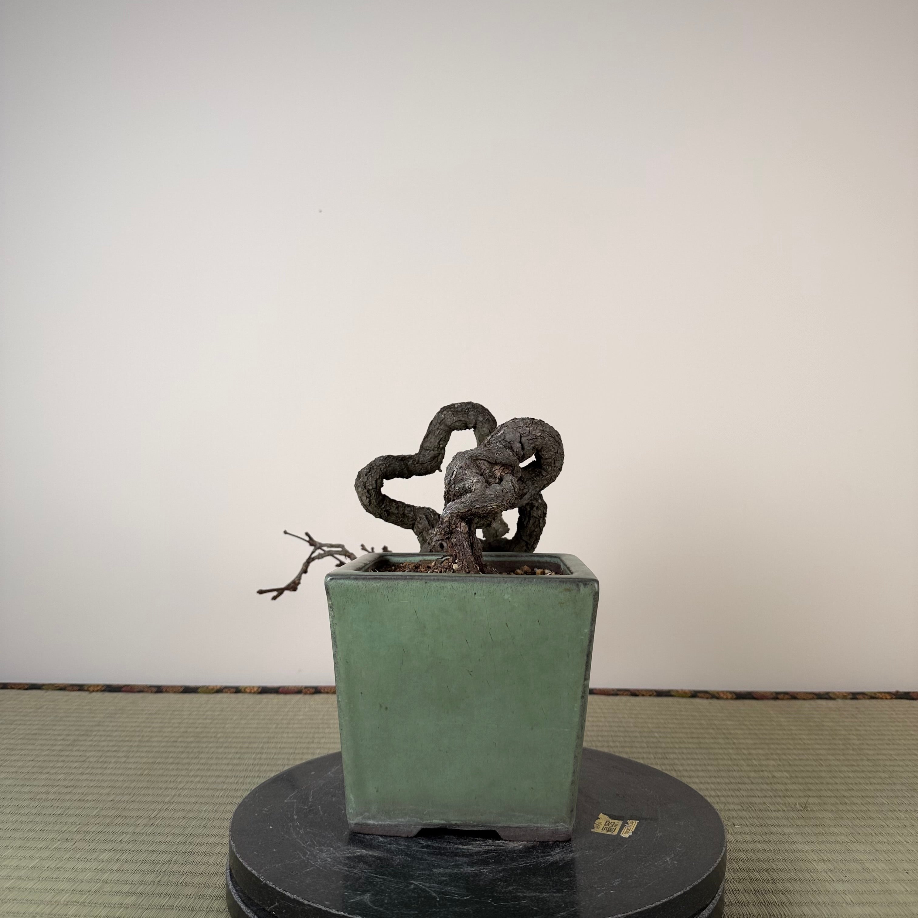 Parthenocissus quinquefolia (Pot antique)