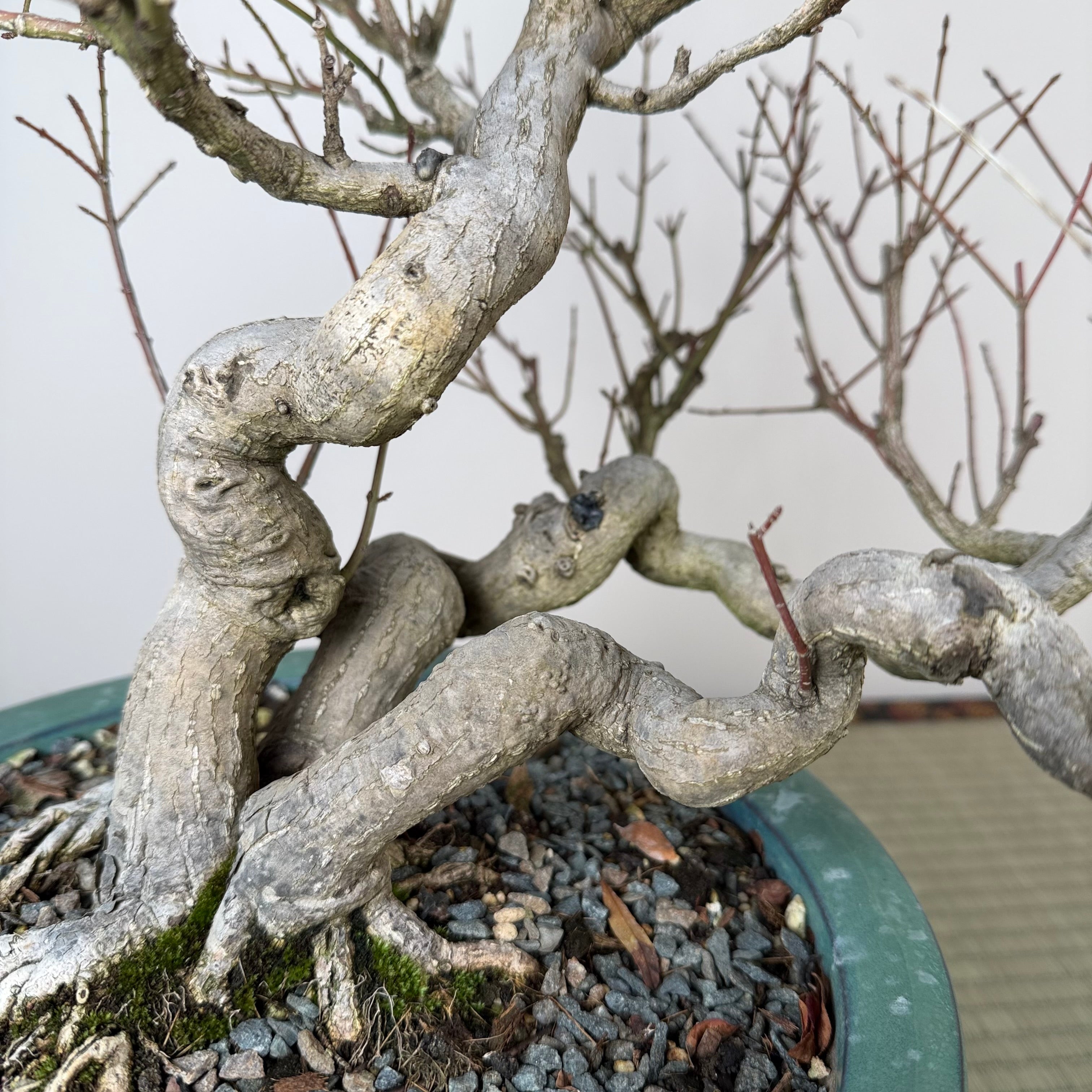 Euonymus