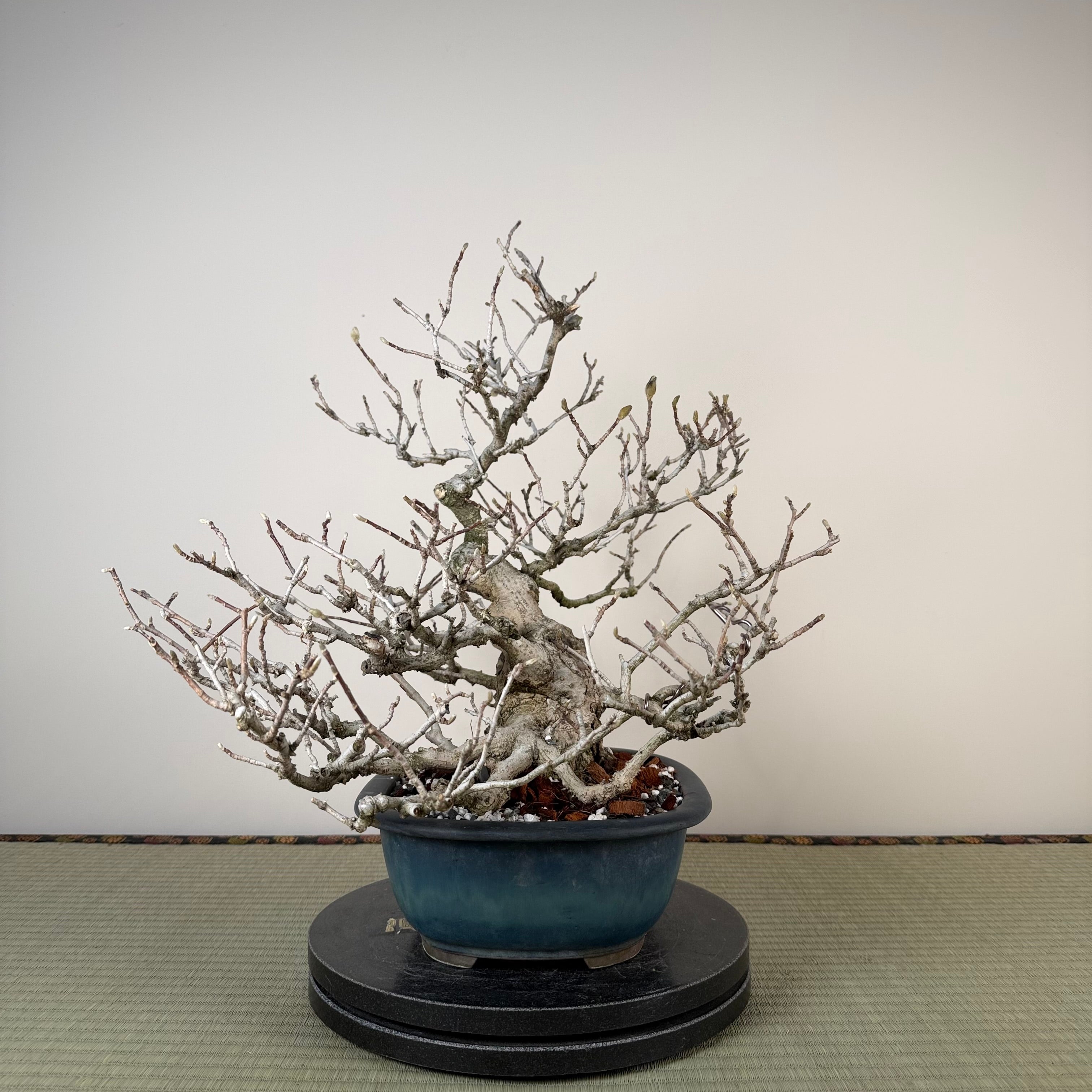 Magnolia kobus (dwarf)