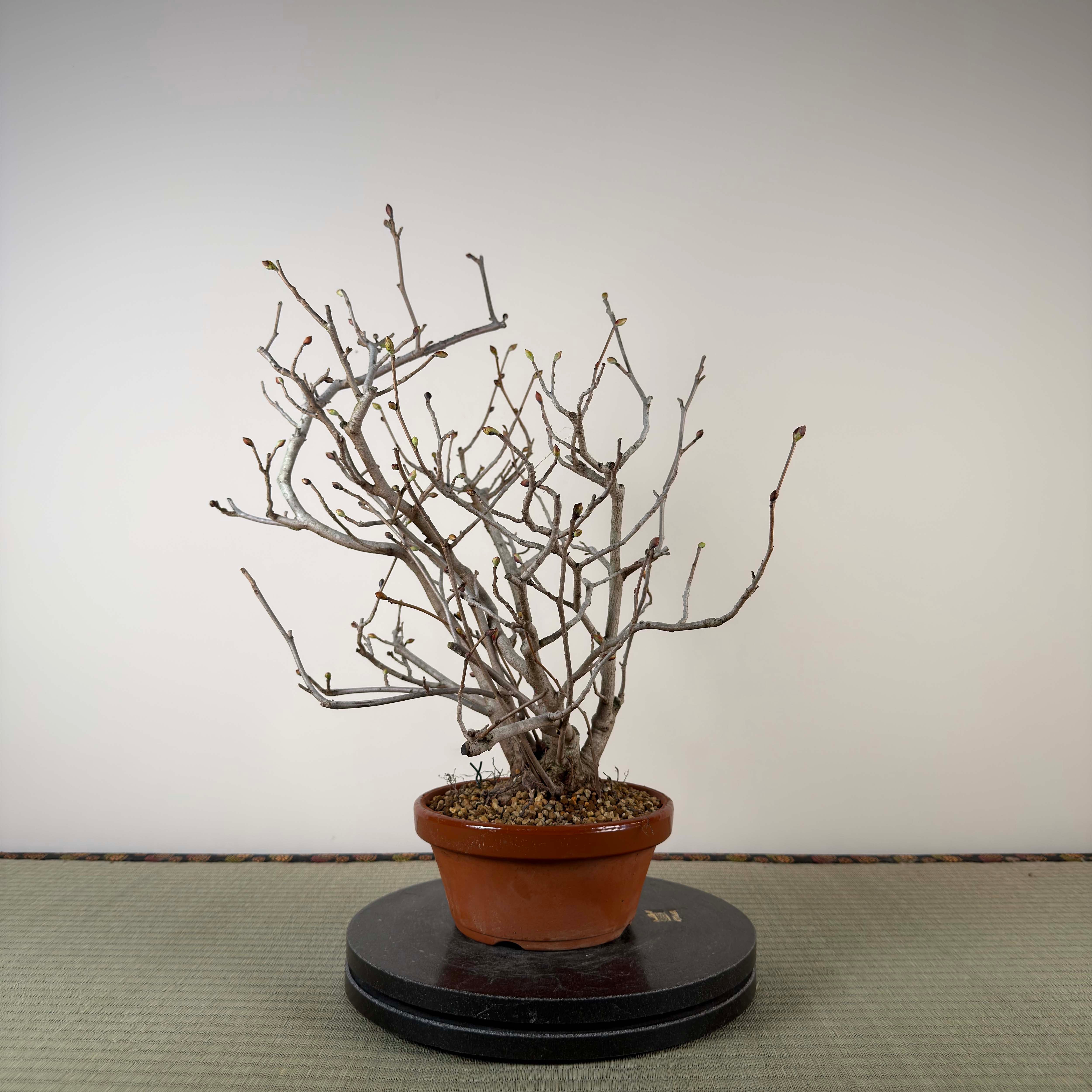 Corylopsis spicata
