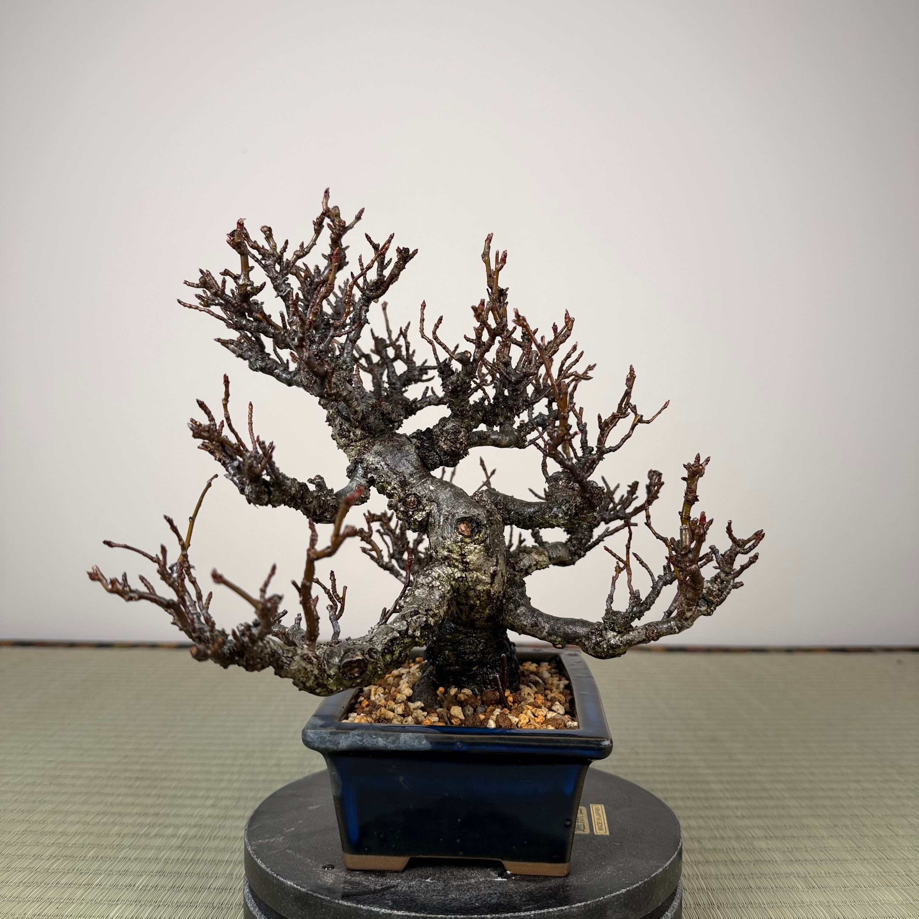 Pourthiaea villosa
