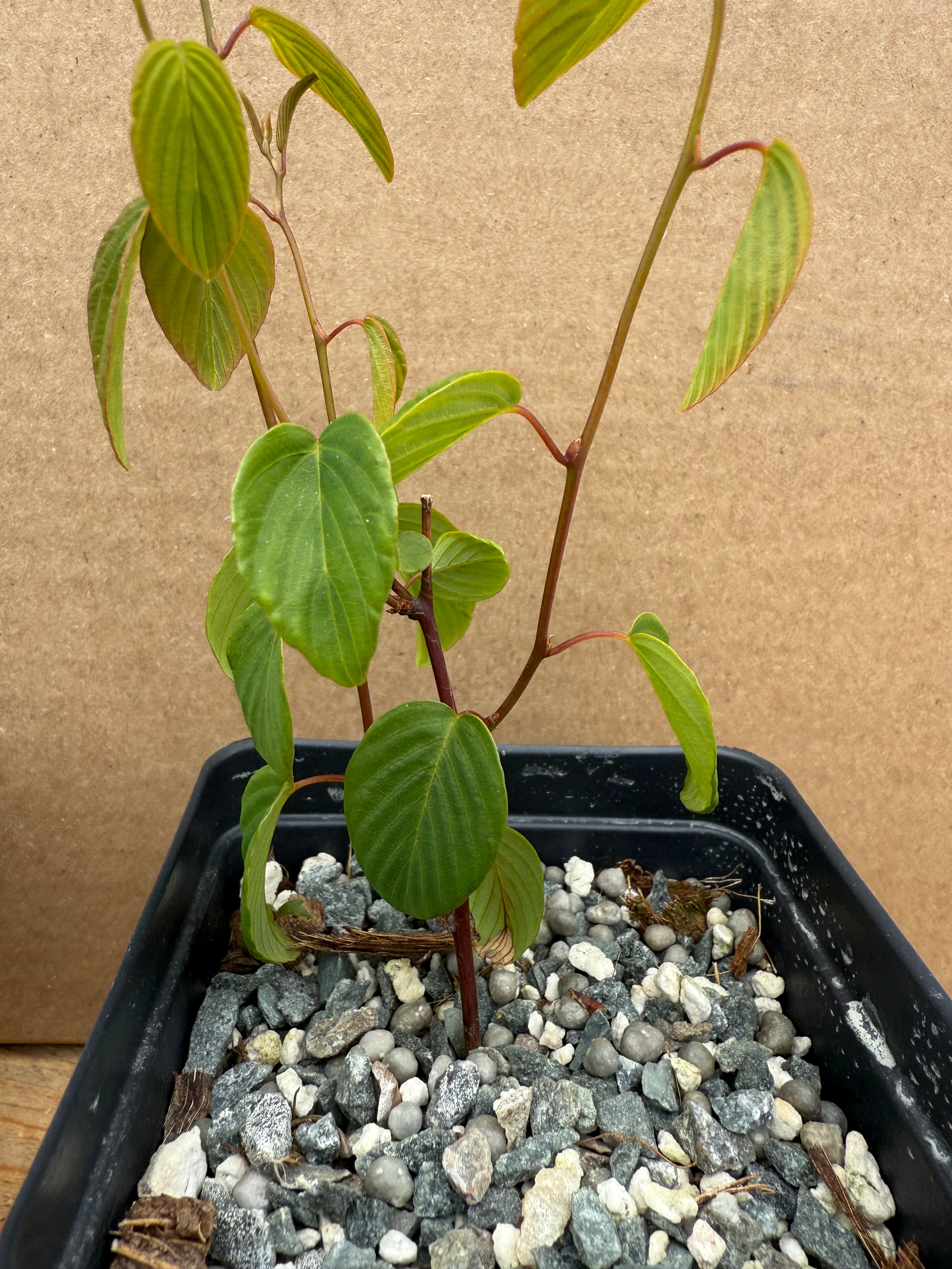 Berchemia racemosa (cuttings)