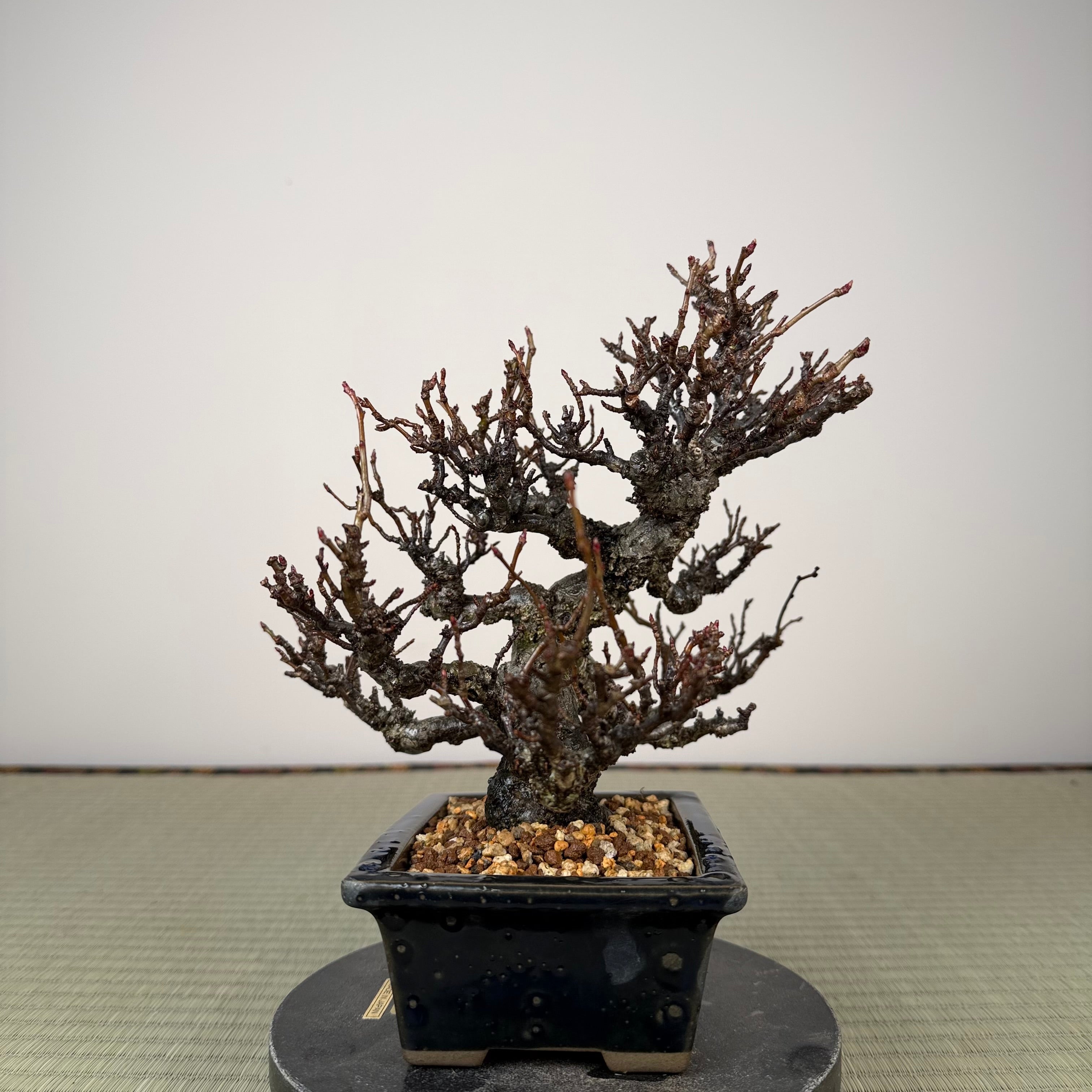 Pourthiaea villosa