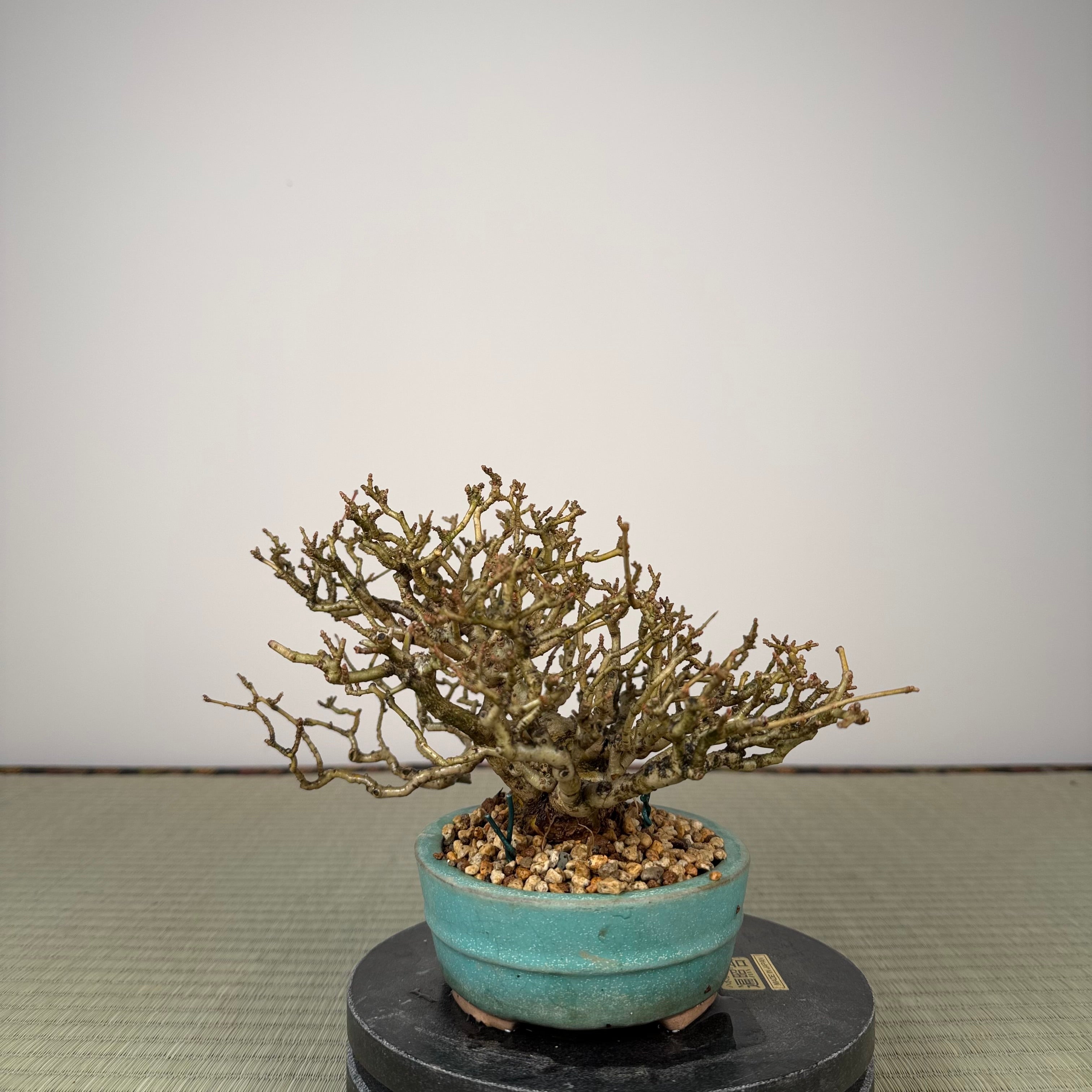 Ligustrum