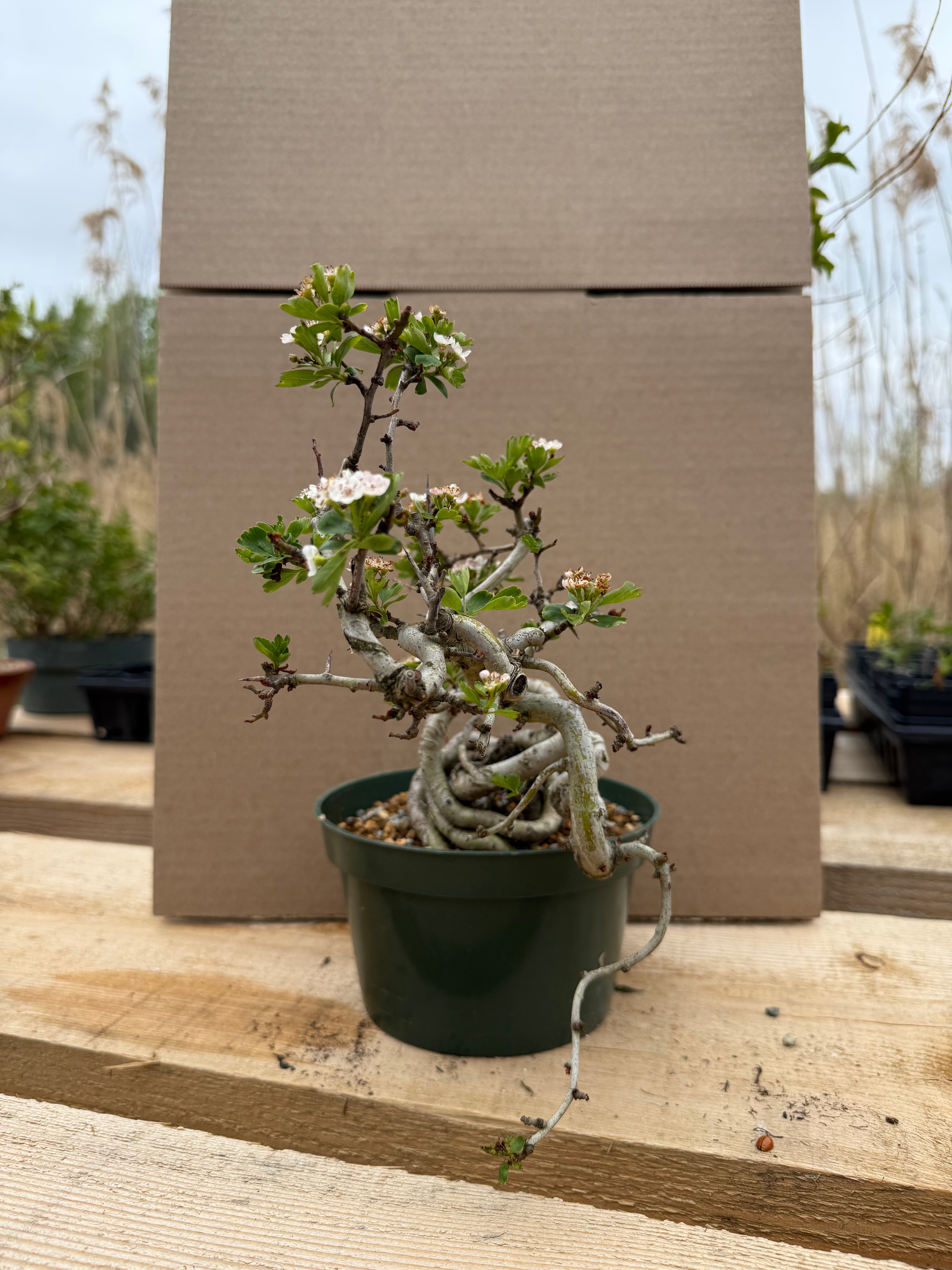 Crataegus cuneata 'Matsudaira'