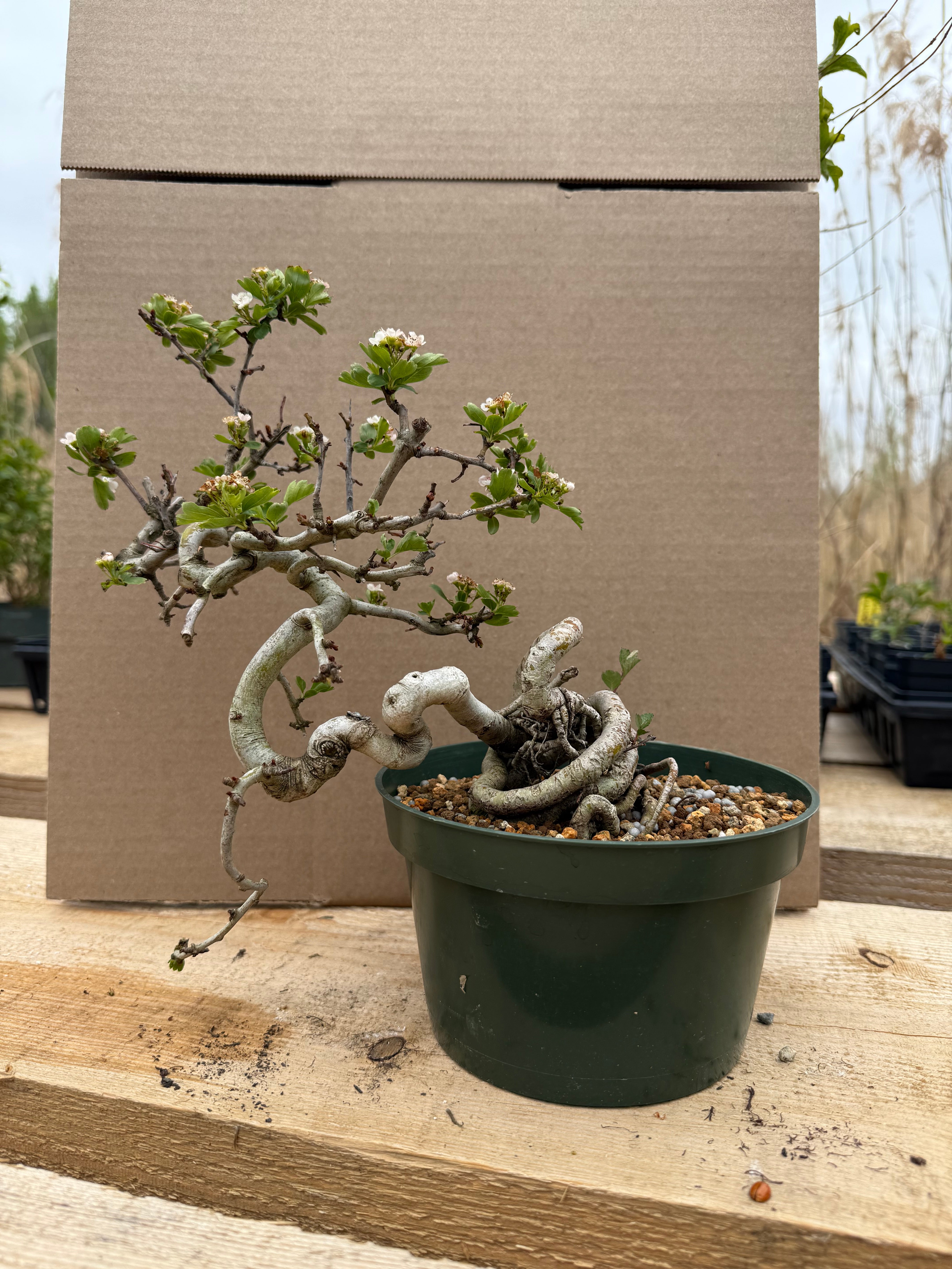 Crataegus cuneata 'Matsudaira'