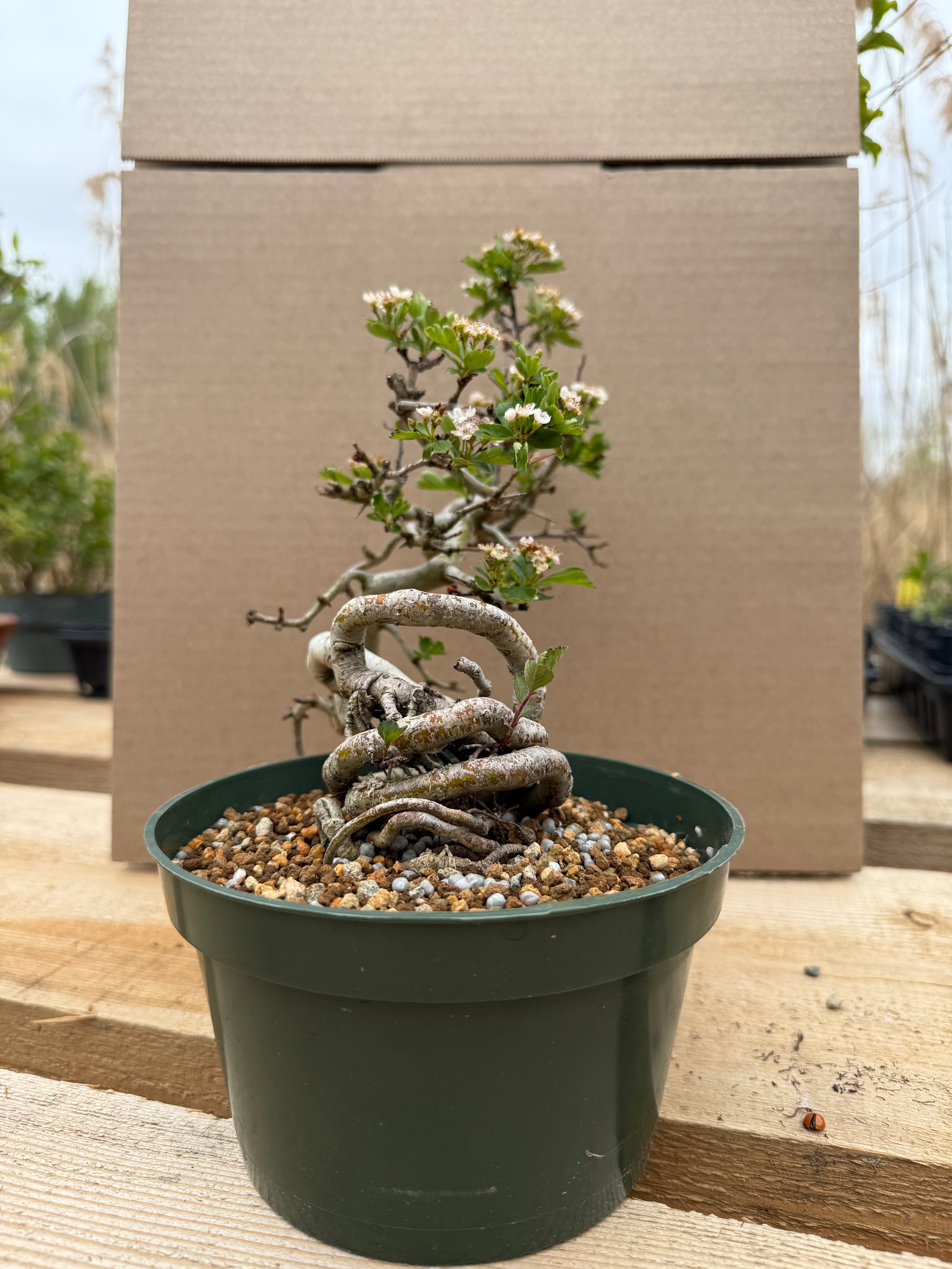 Crataegus cuneata 'Matsudaira'