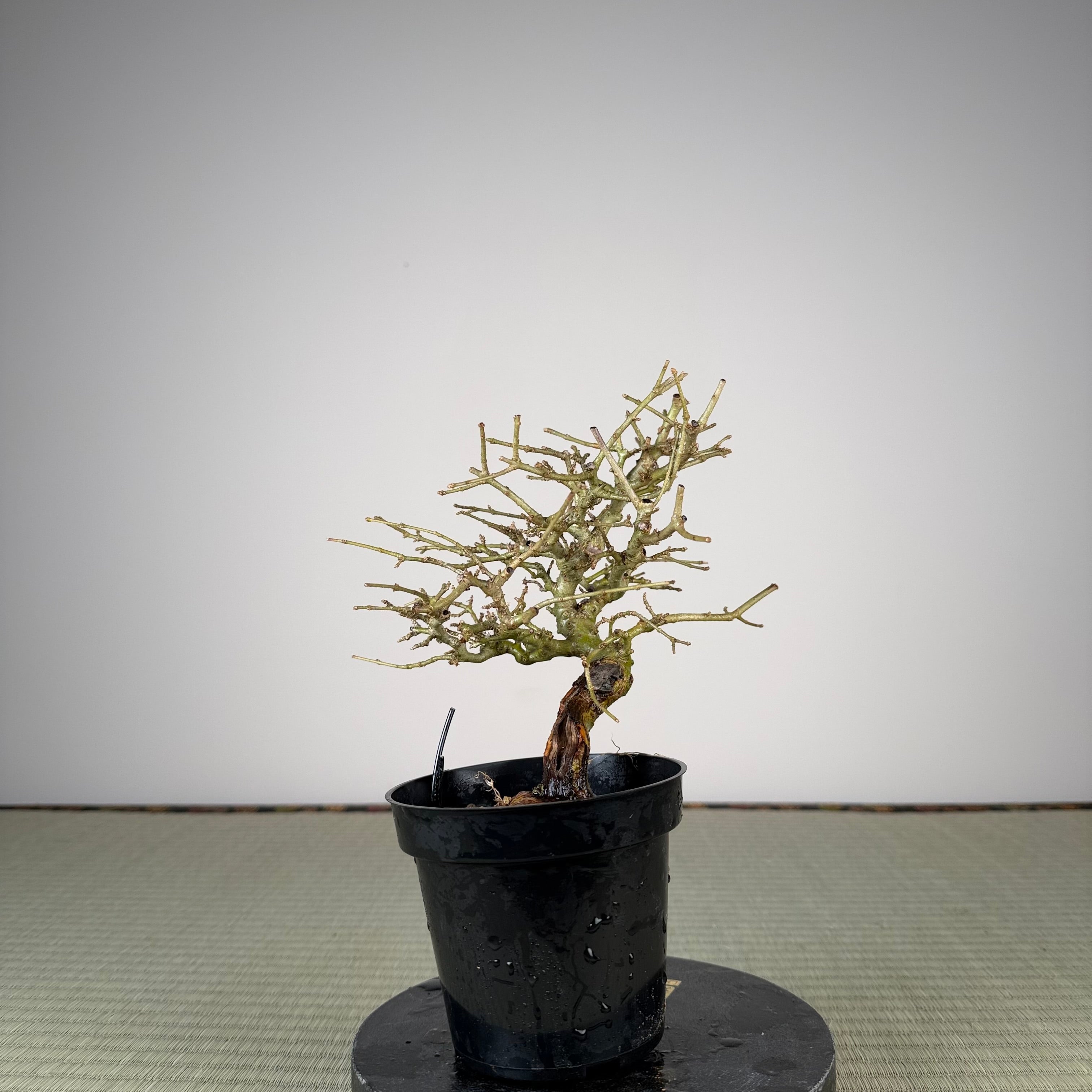 Ligustrum