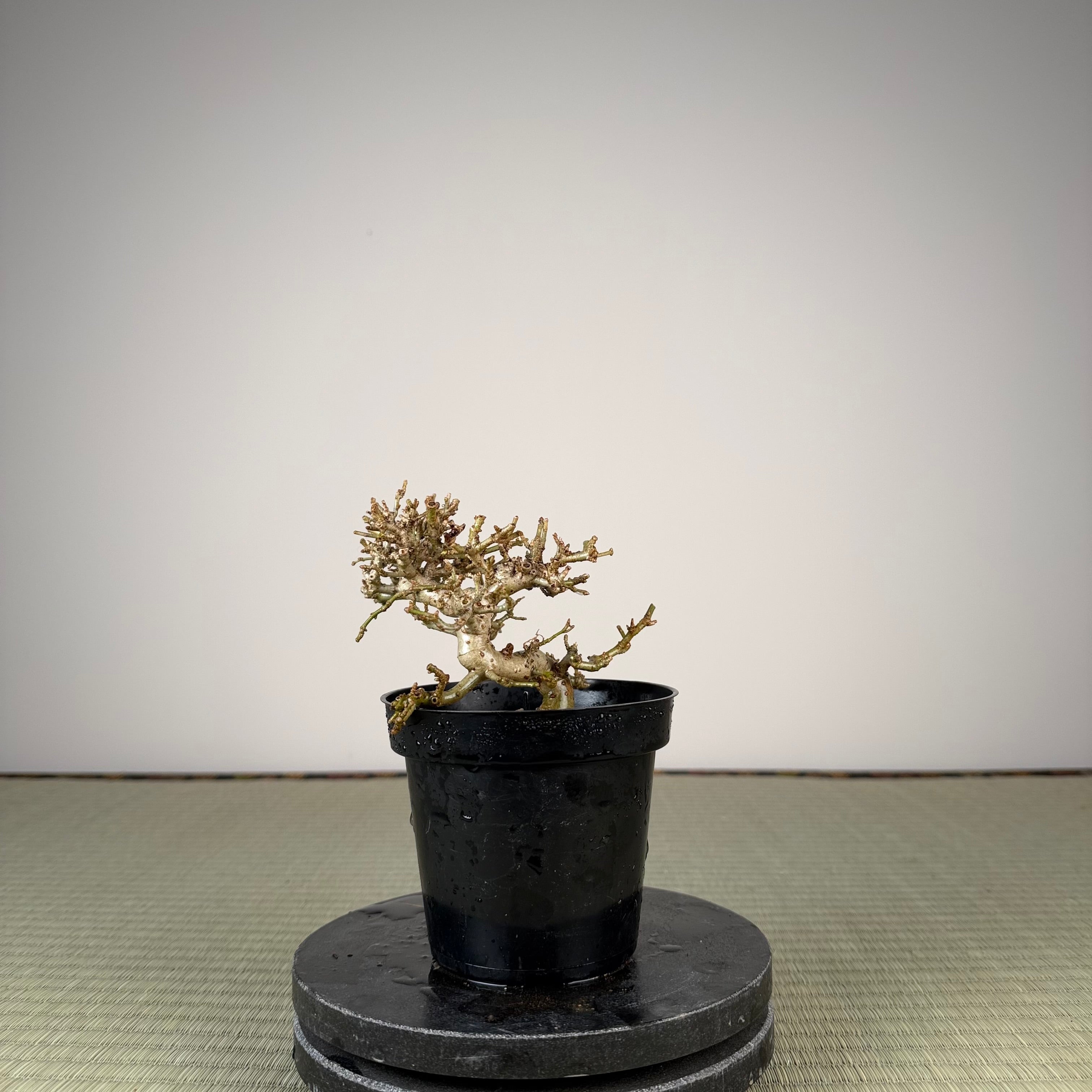 Ligustrum