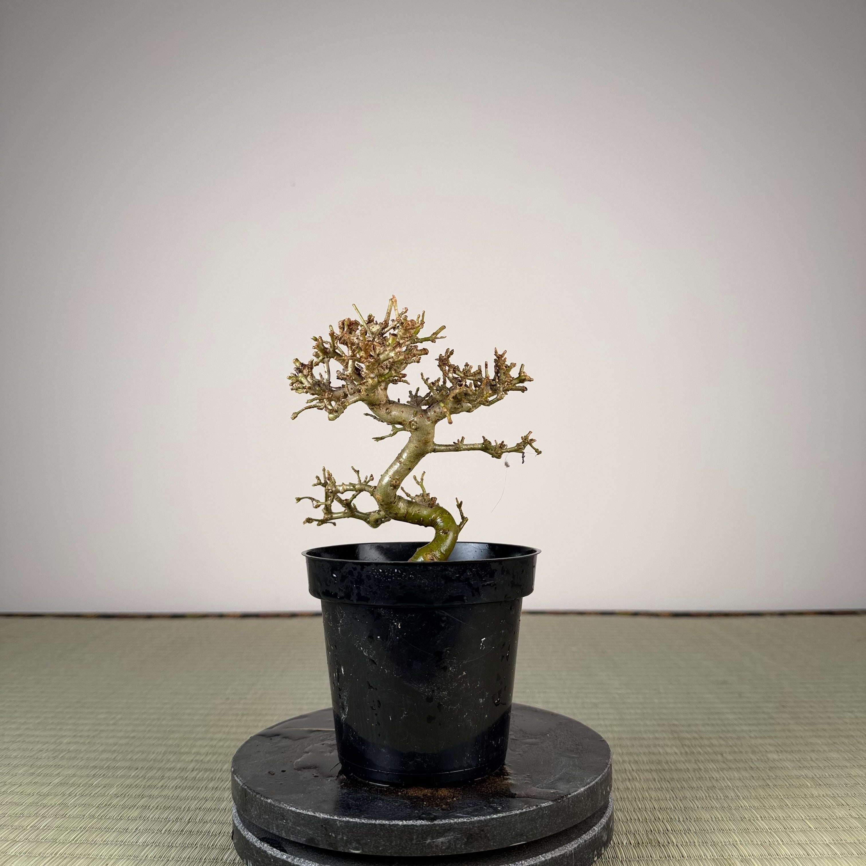 Ligustrum