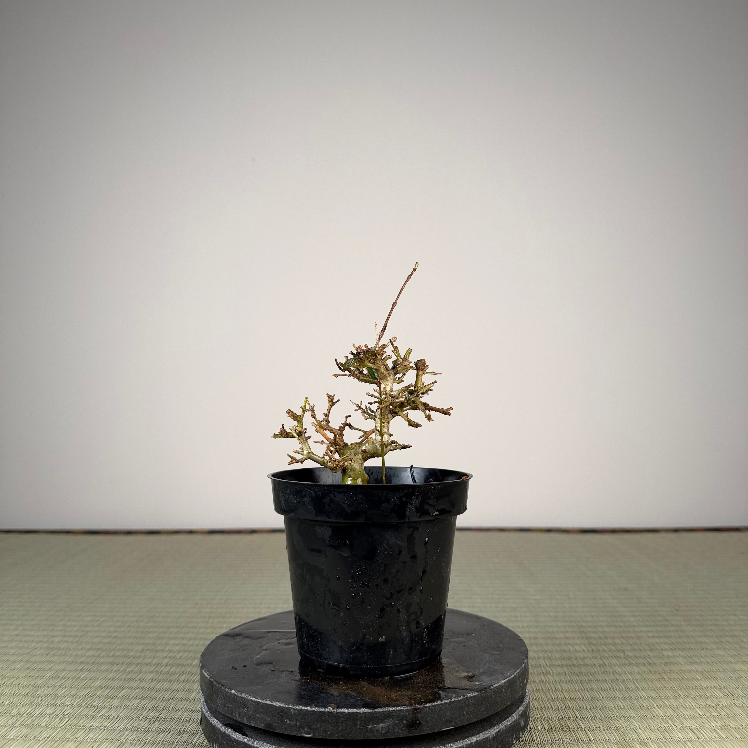Ligustrum
