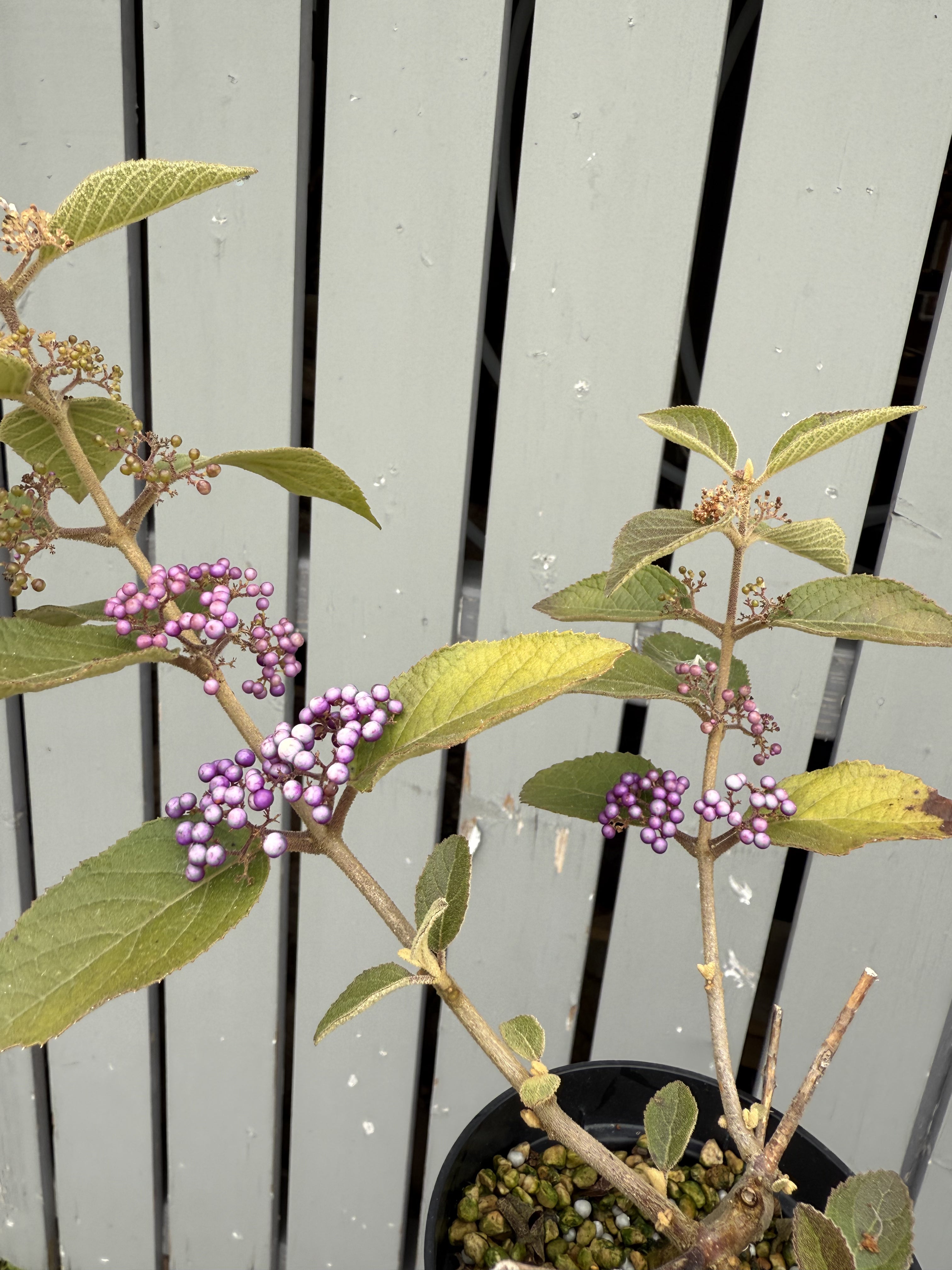 Callicarpa japonica 'NAKAYOSHI KOYOSHI' #1