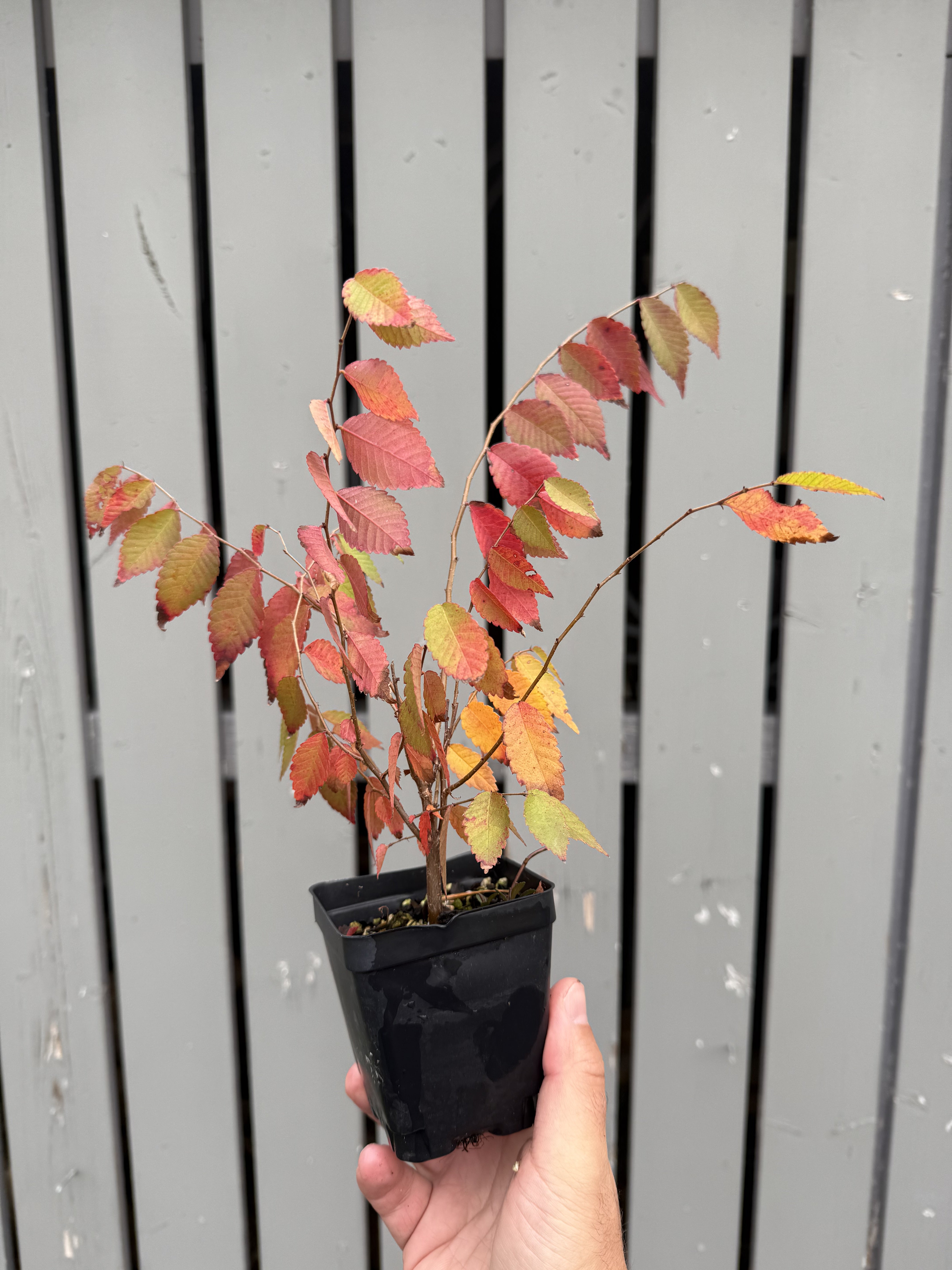 Zelkova serrata #3