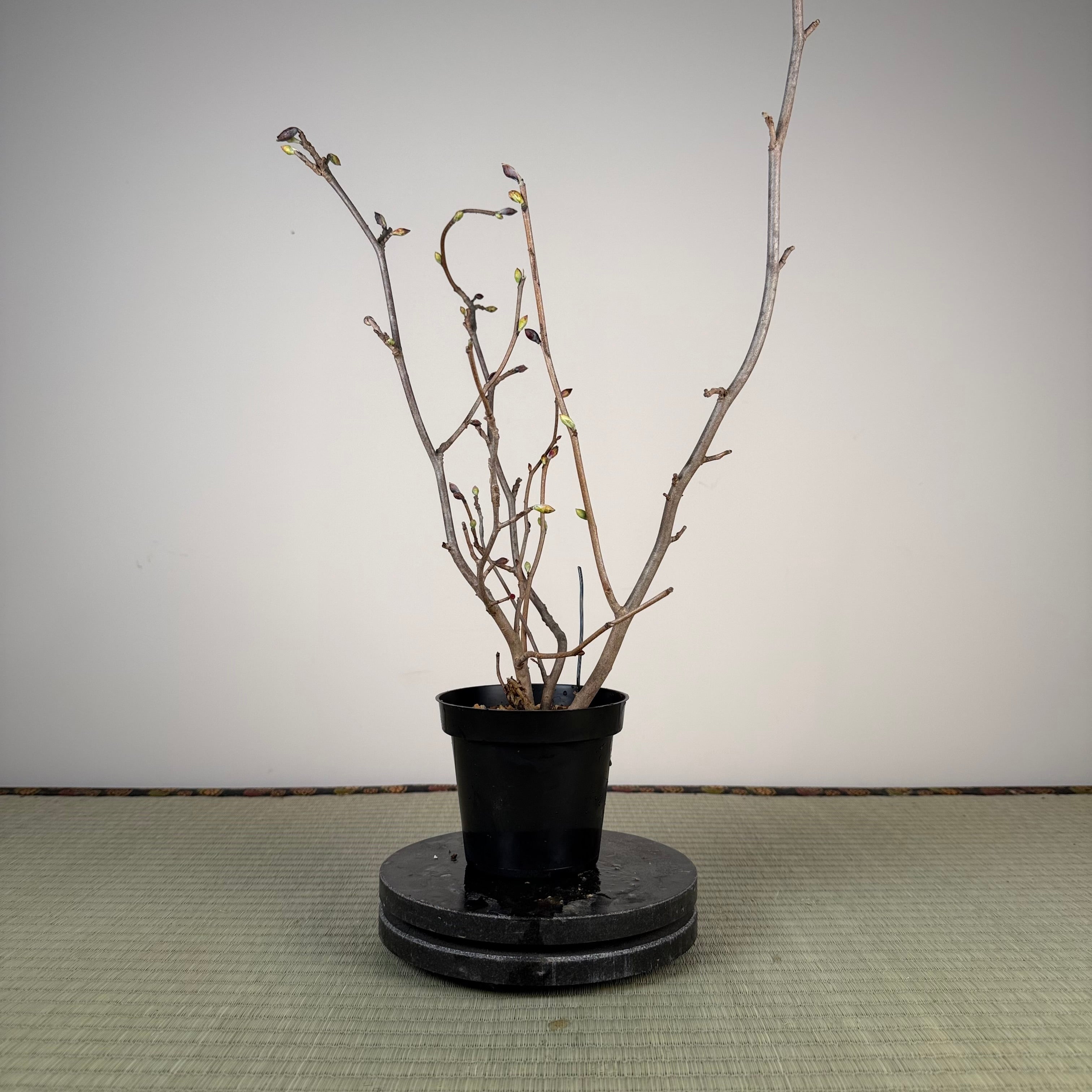 Corylopsis spicata