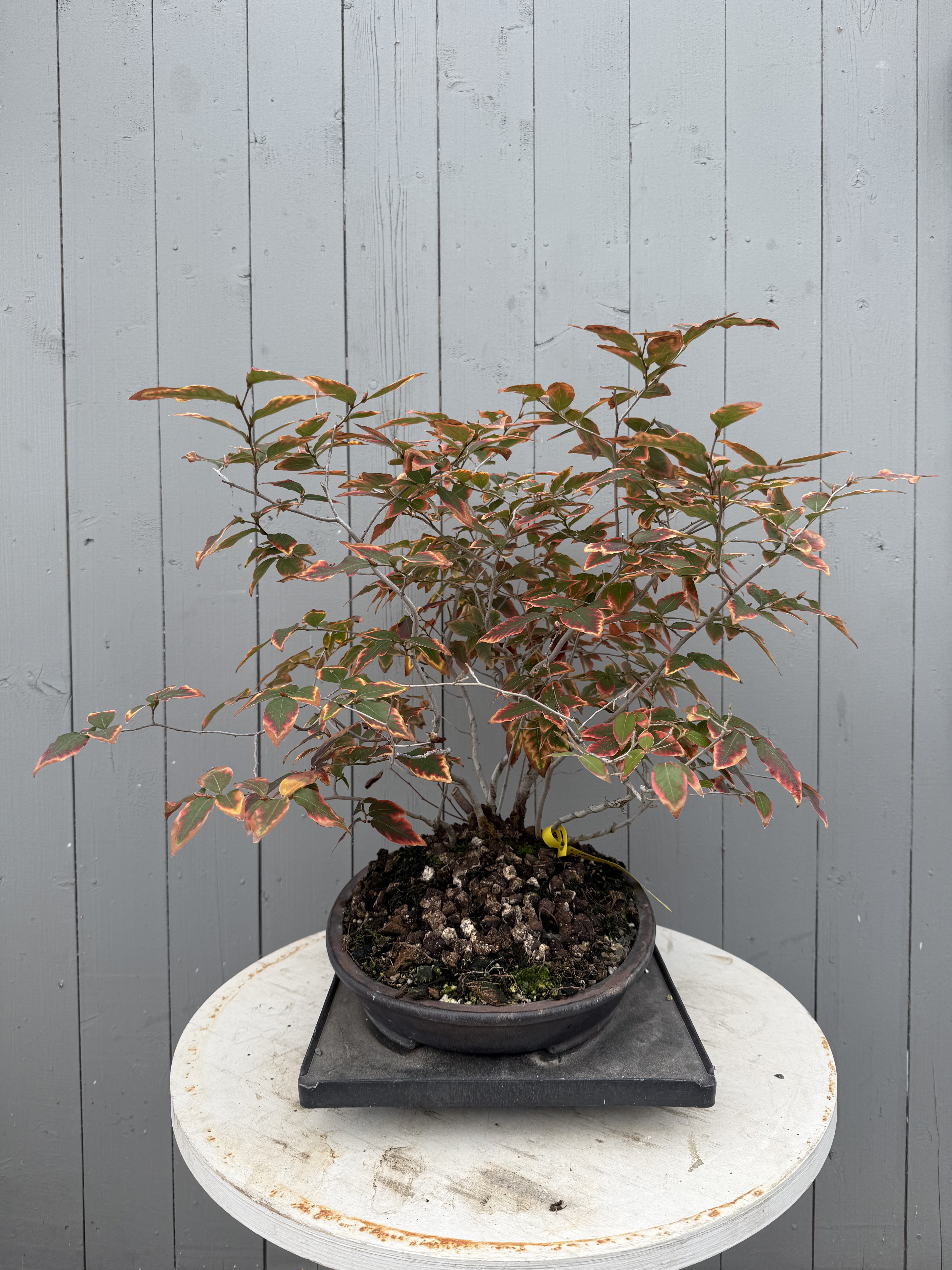 Lindera glauca (antique pot)