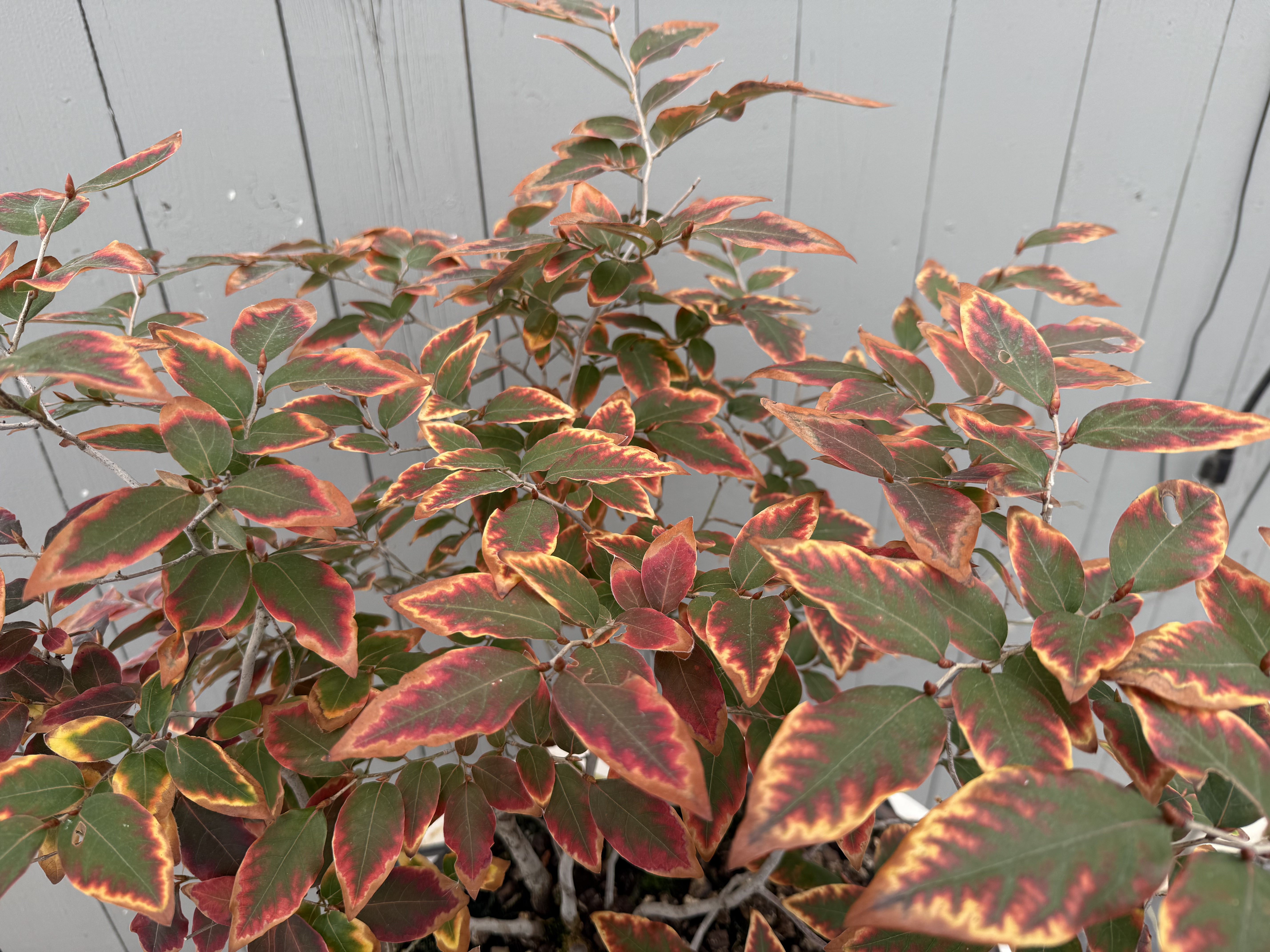 Lindera glauca (antique pot)