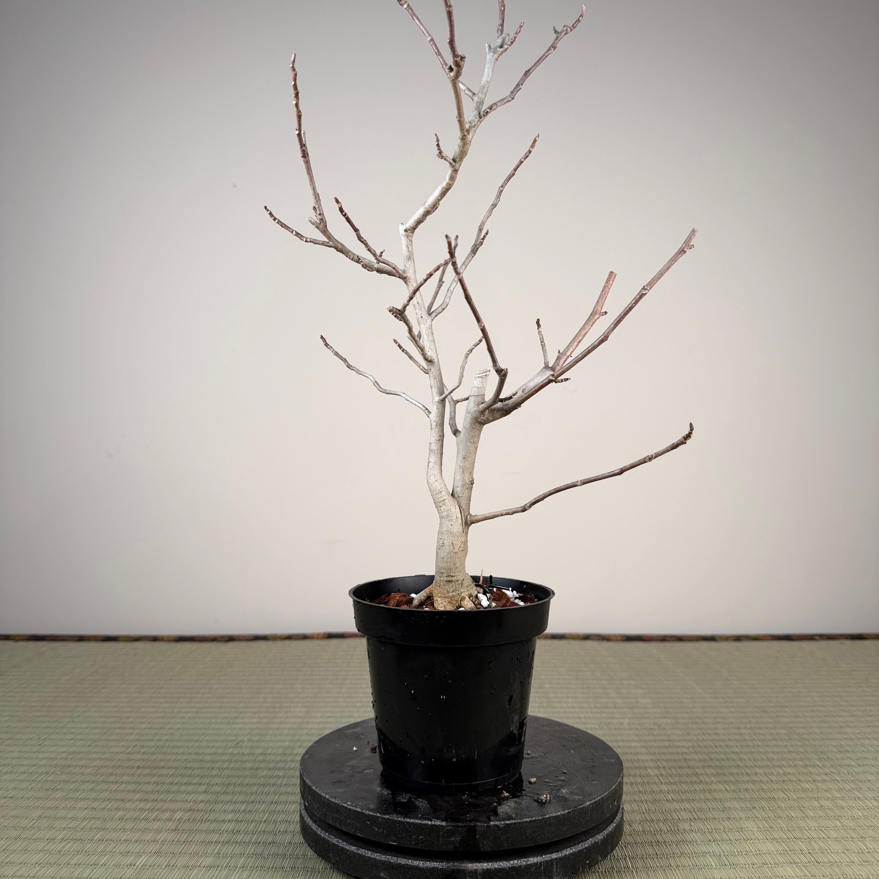Magnolia