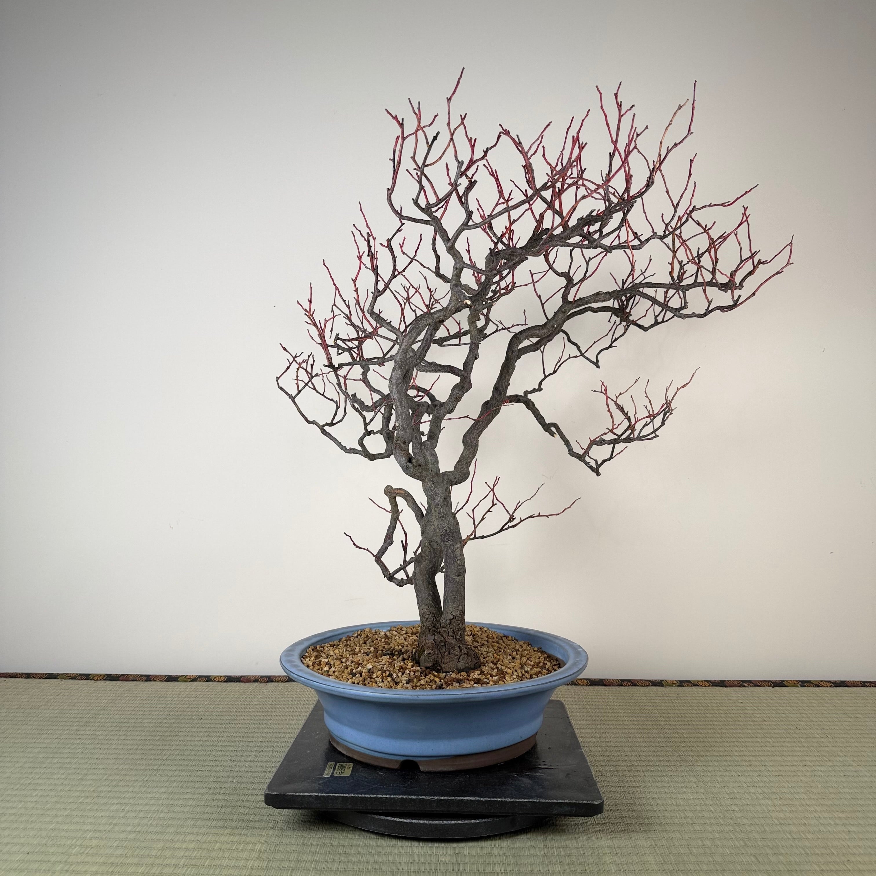Itea japonica