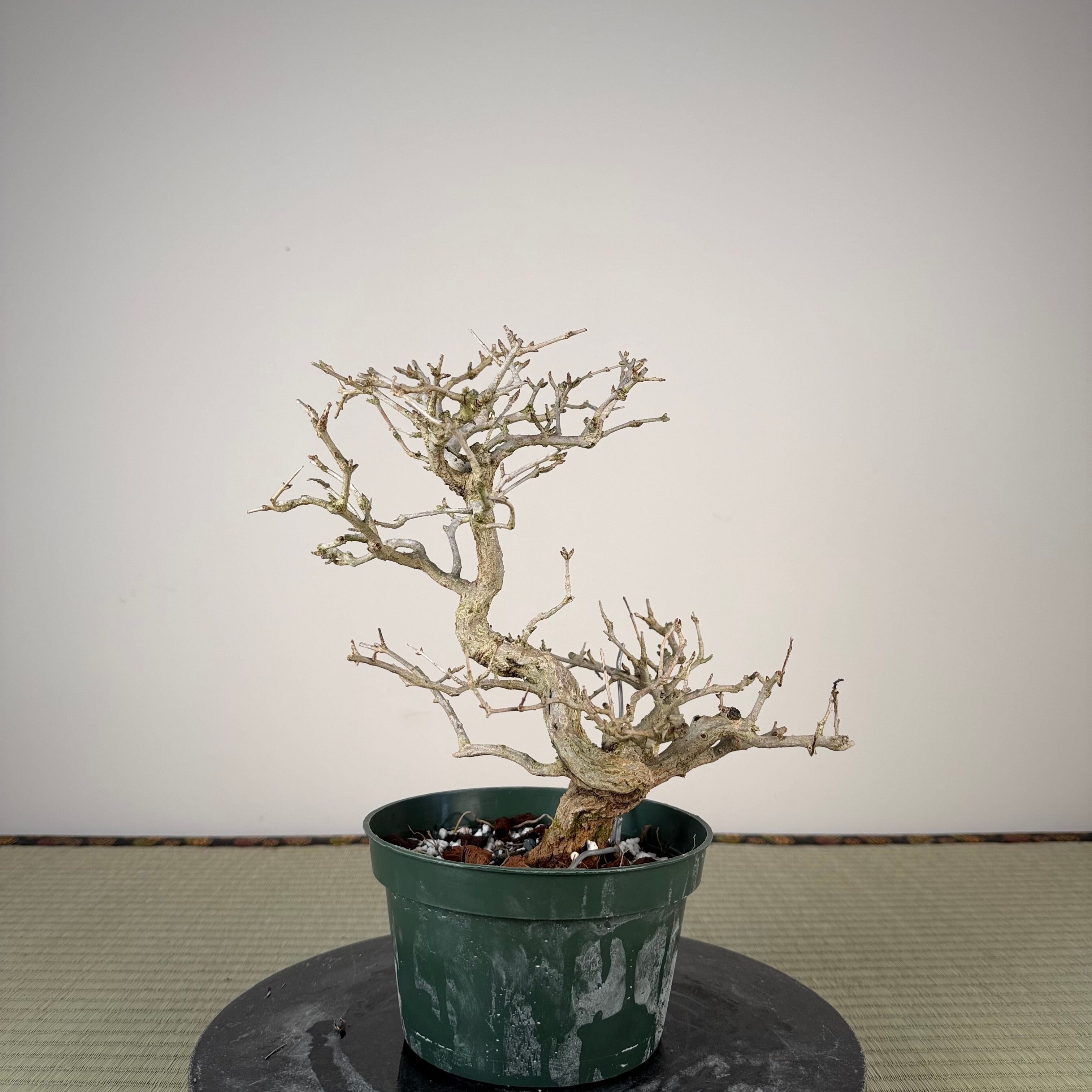 Punica granatum