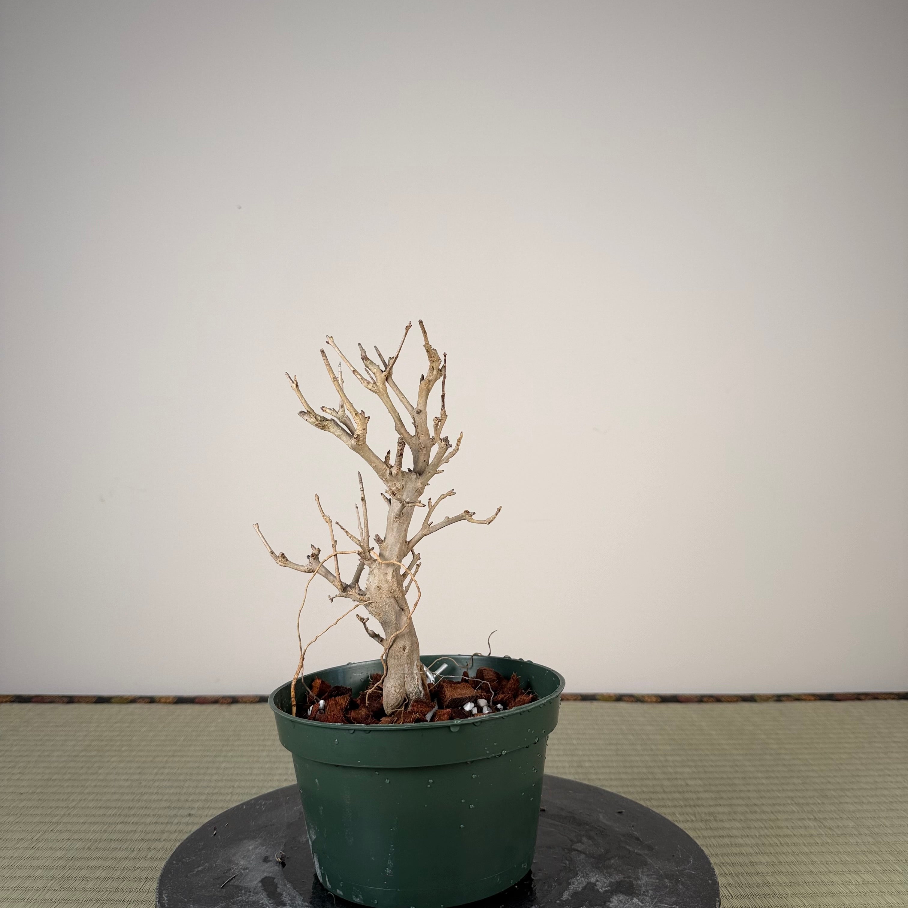 Punica granatum