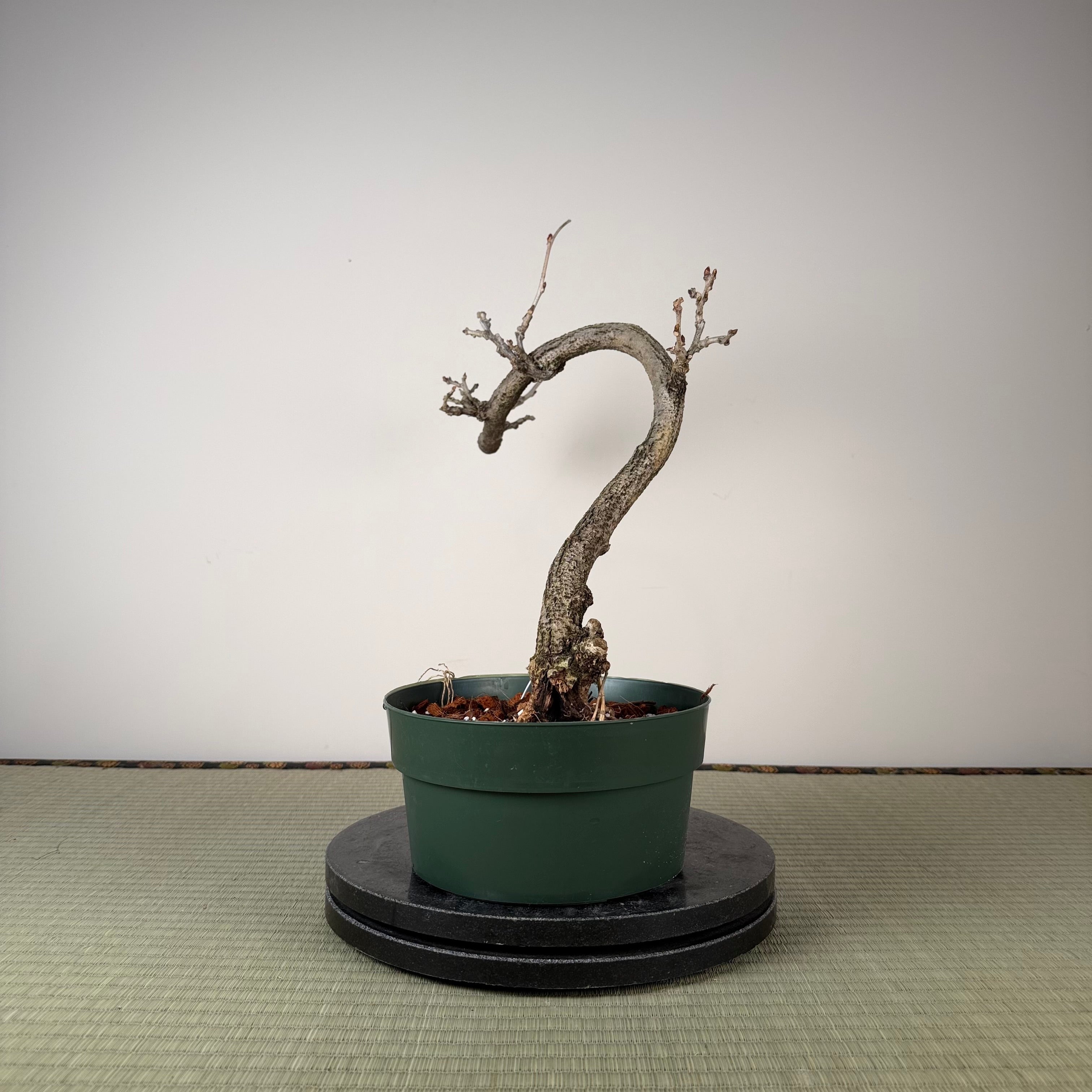 Wisteria floribunda