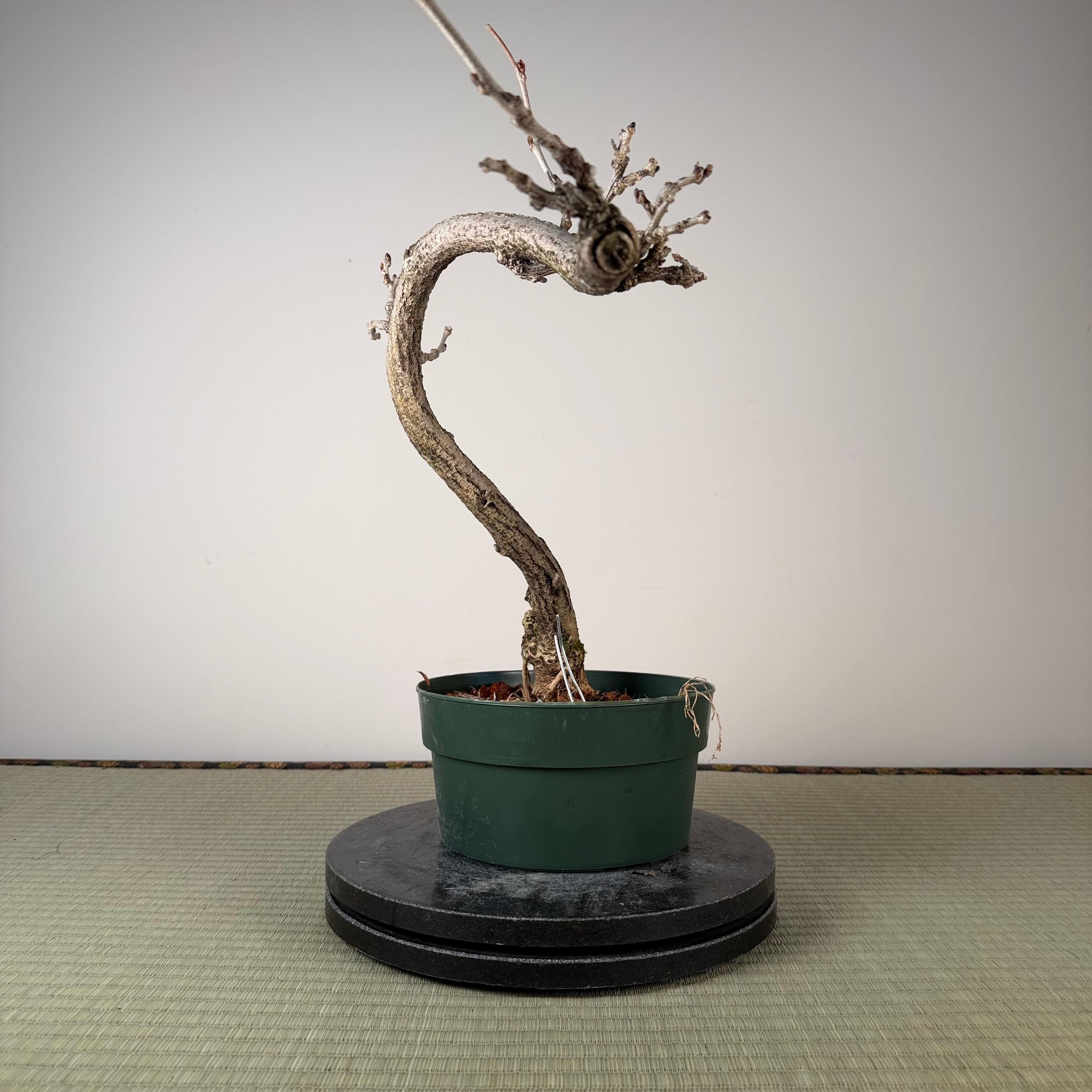 Wisteria floribunda