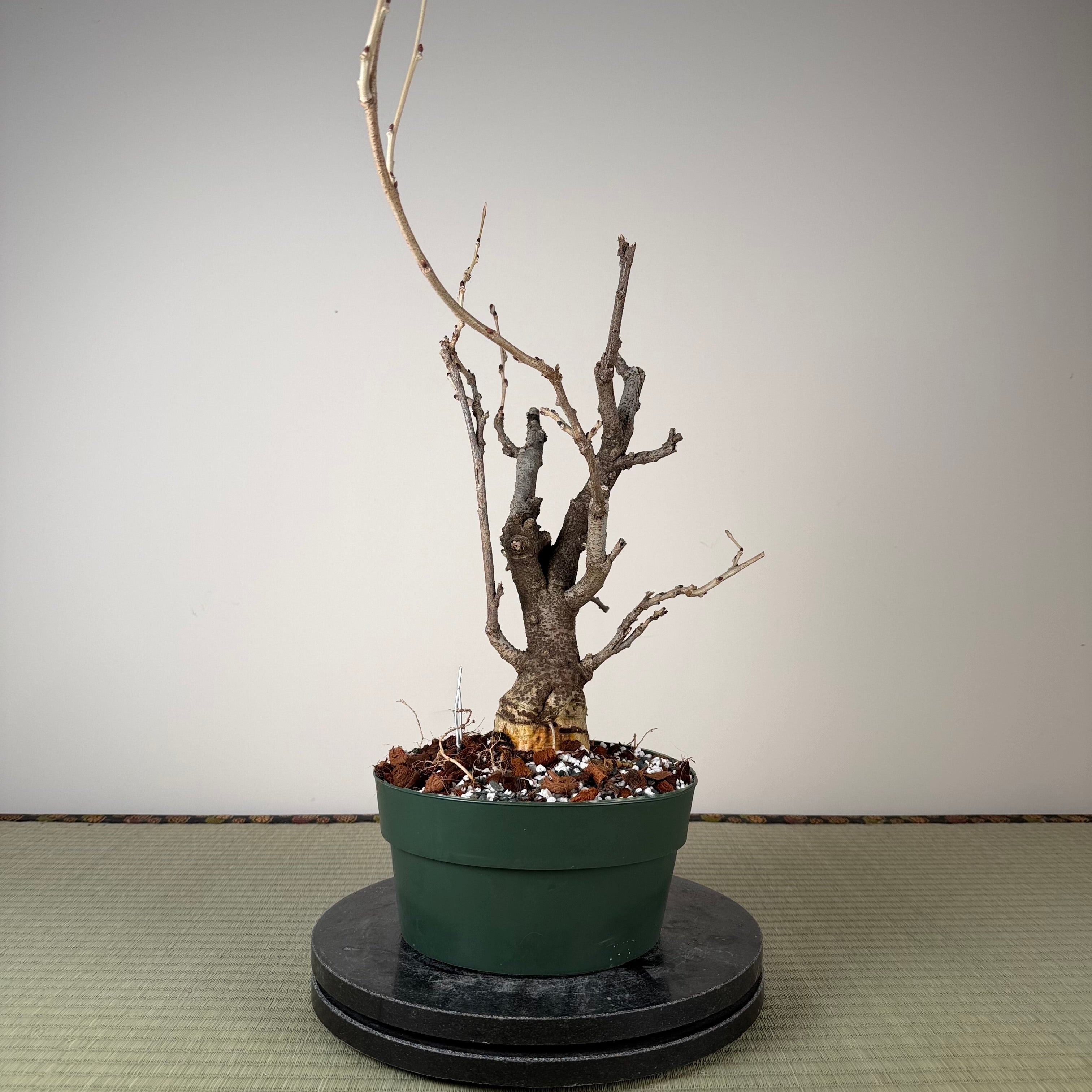 Wisteria floribunda