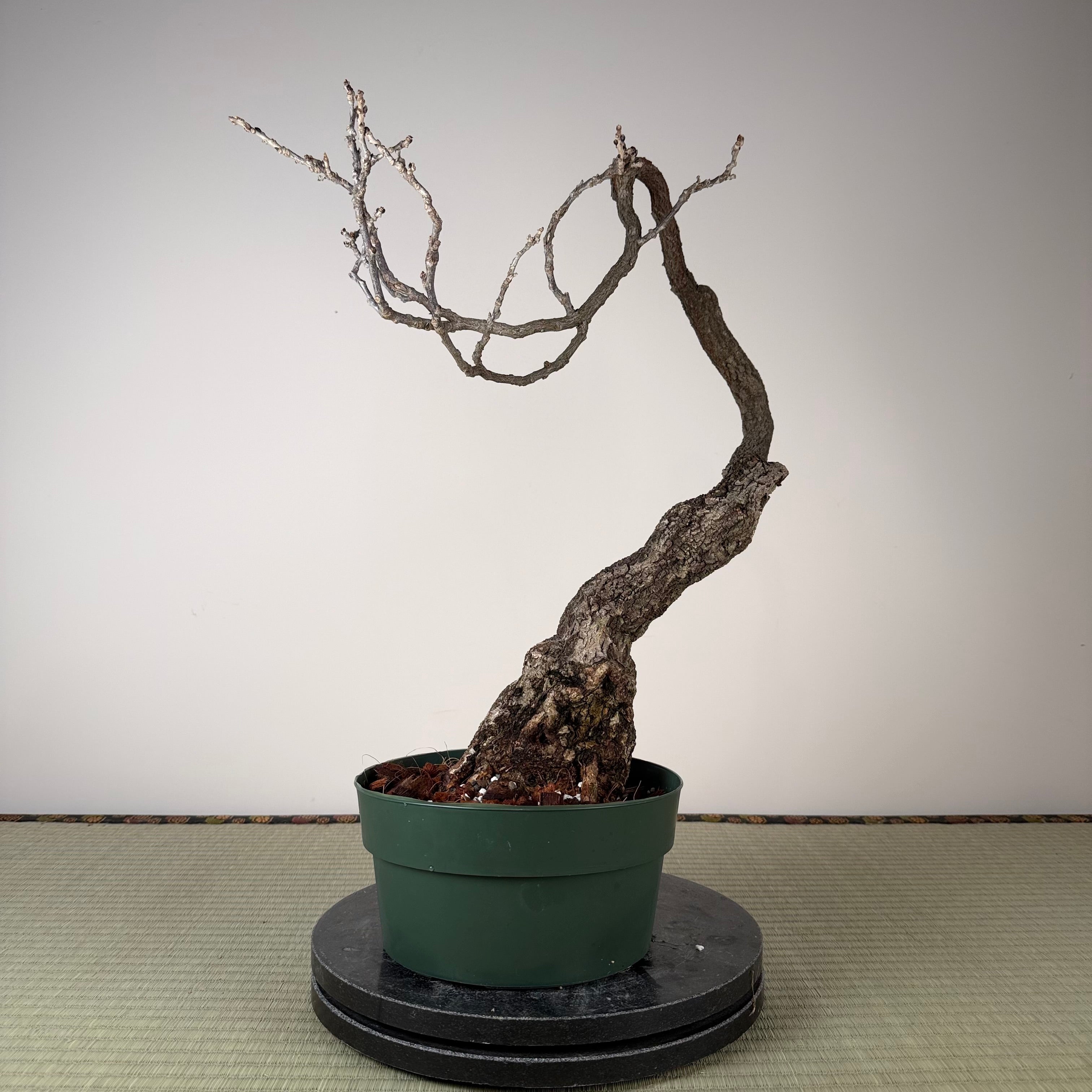 Wisteria floribunda